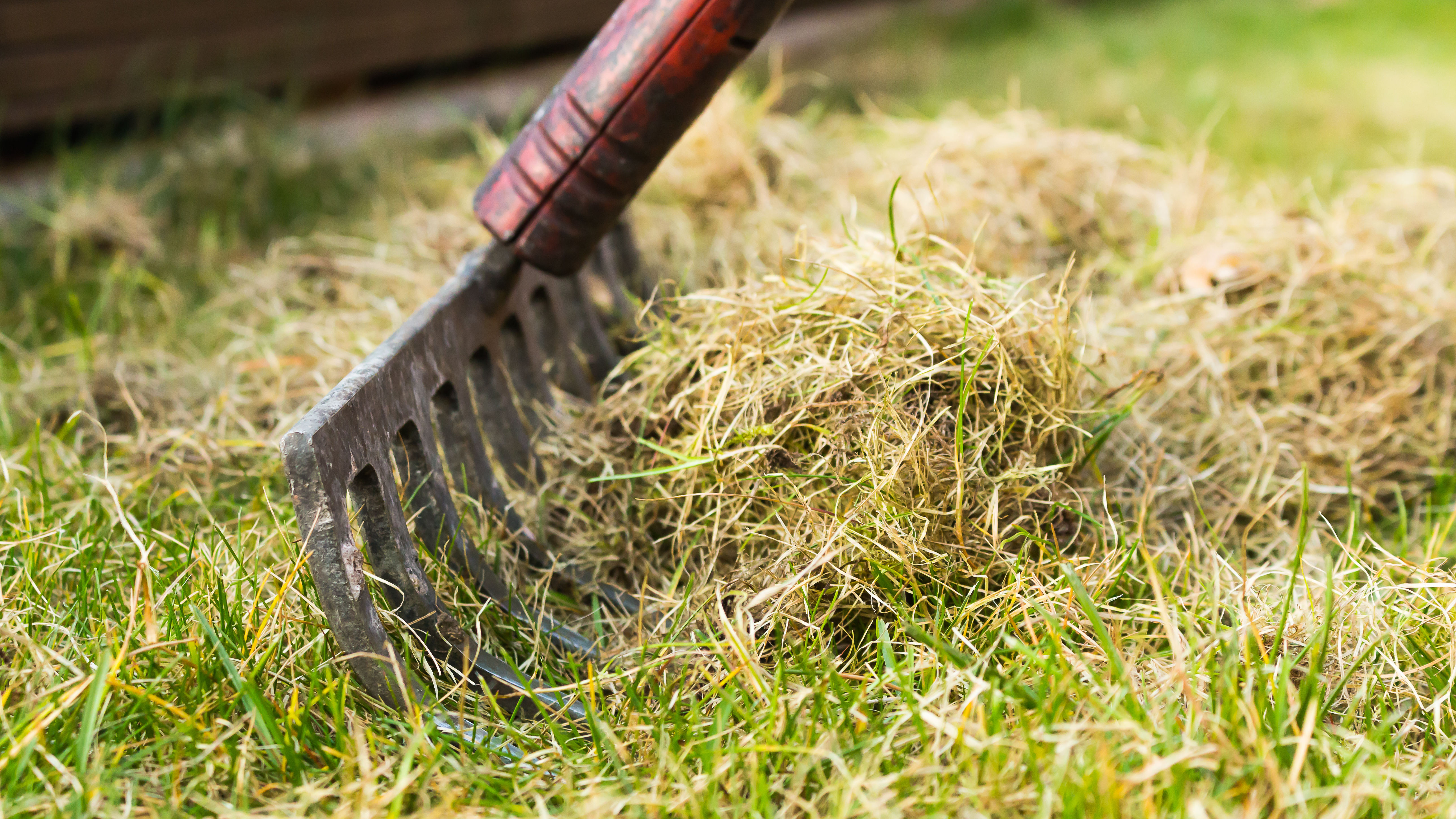 מגרפה אוספת דשא בגינה