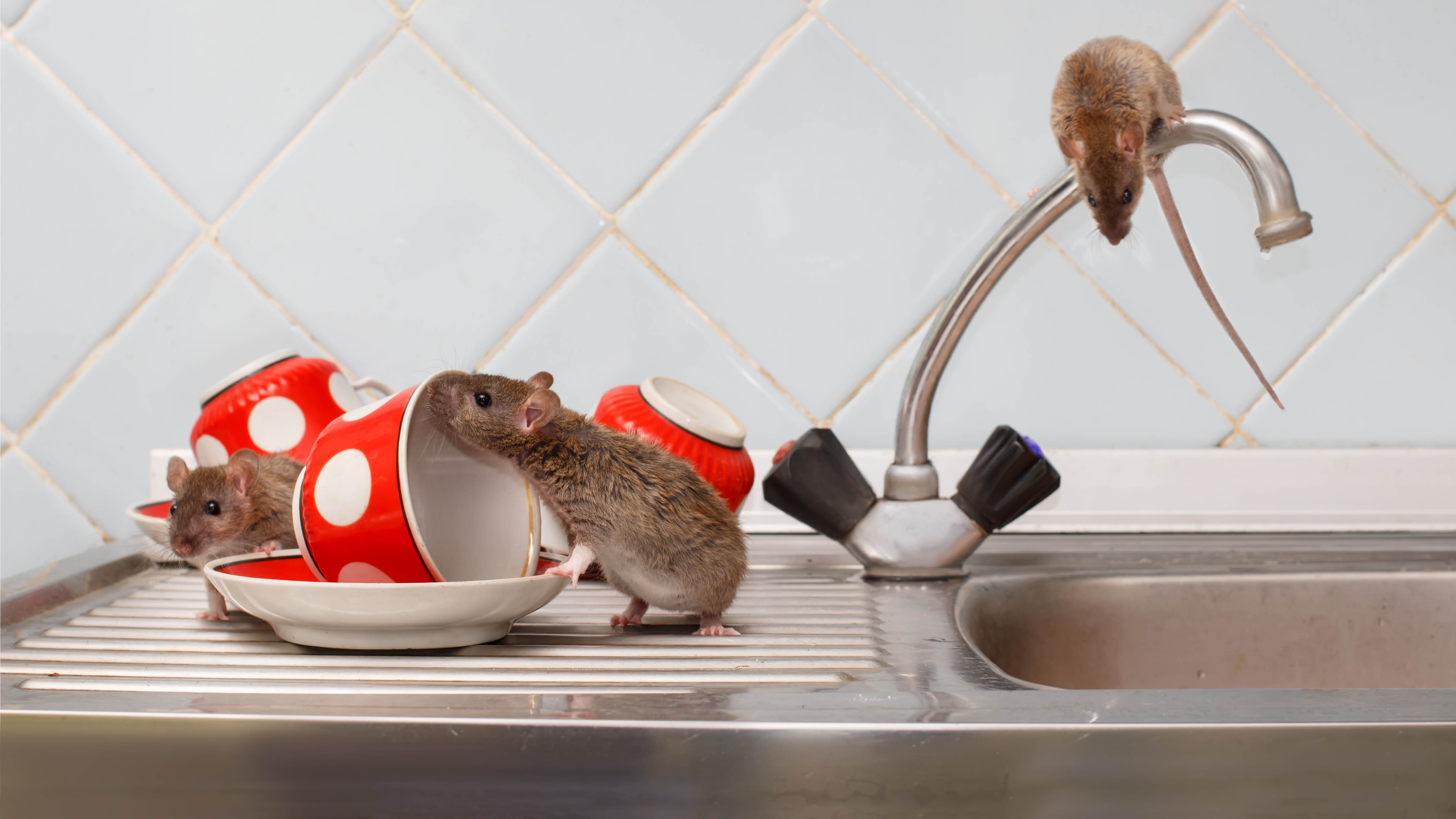 כמה עכברים על כיור המטבח
