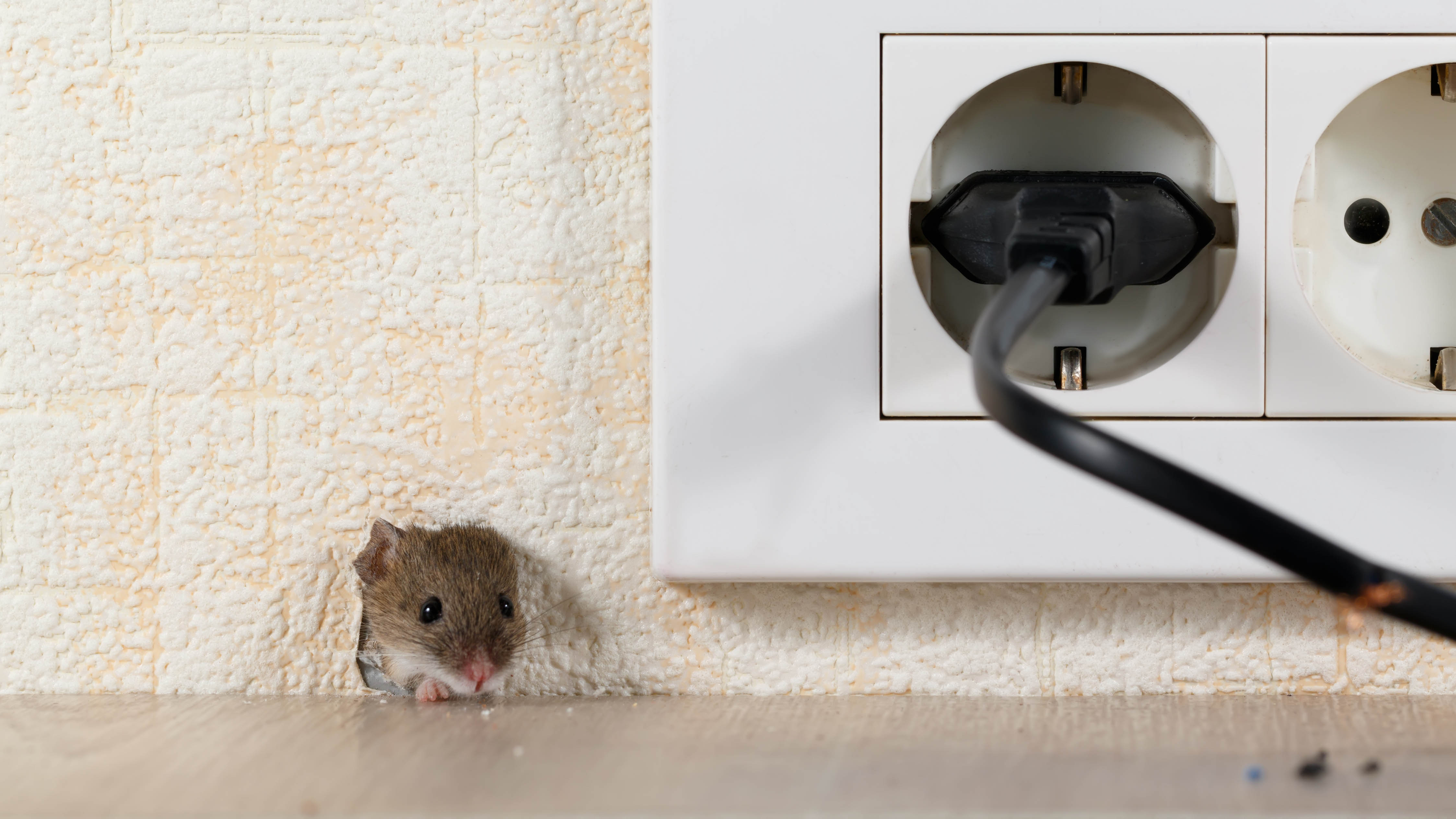 עכבר מכניס את ראשו דרך חור בקיר ליד שקע חשמל בבית