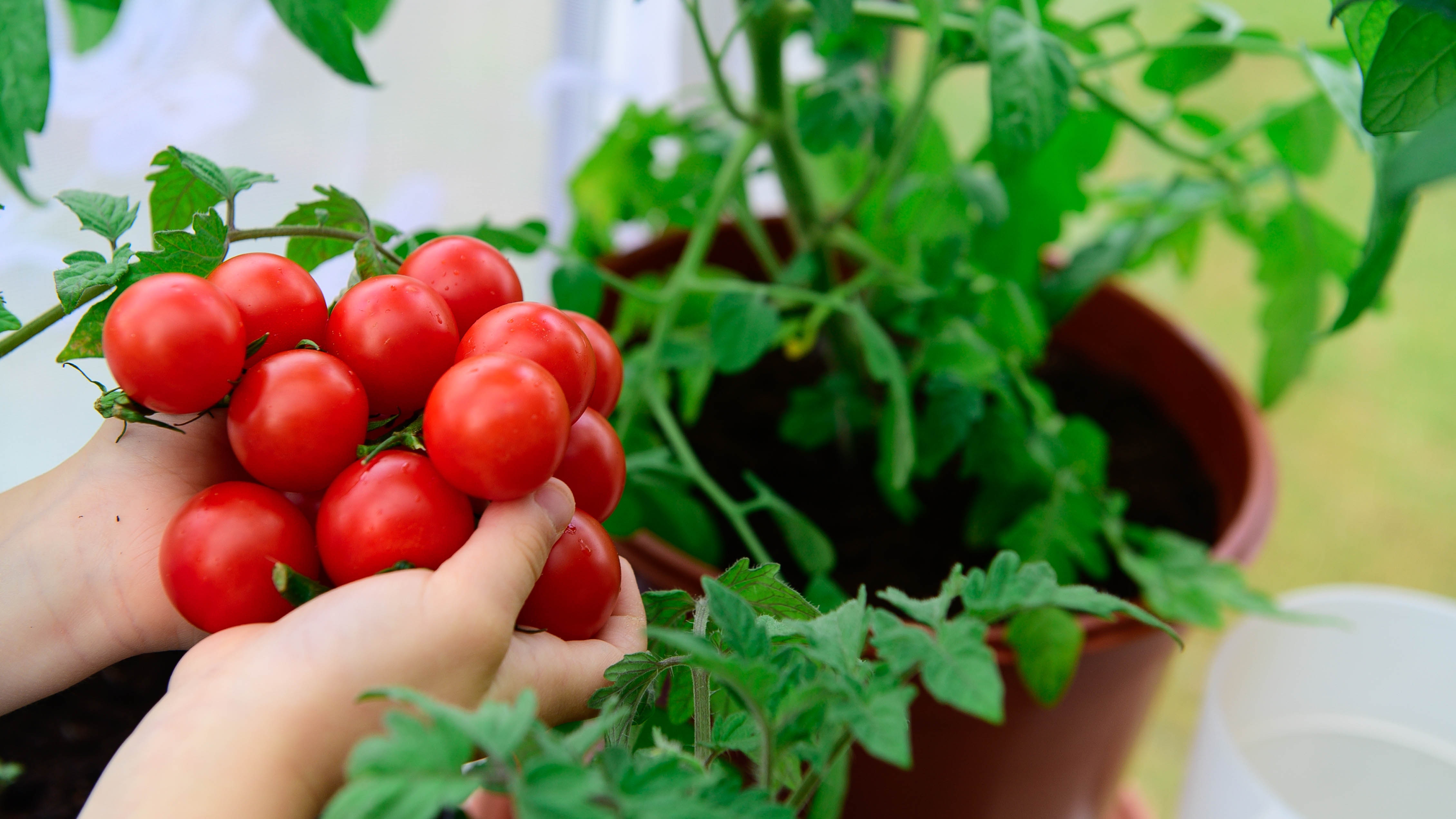 מחזיק צמח עגבניות בגידול ביתי