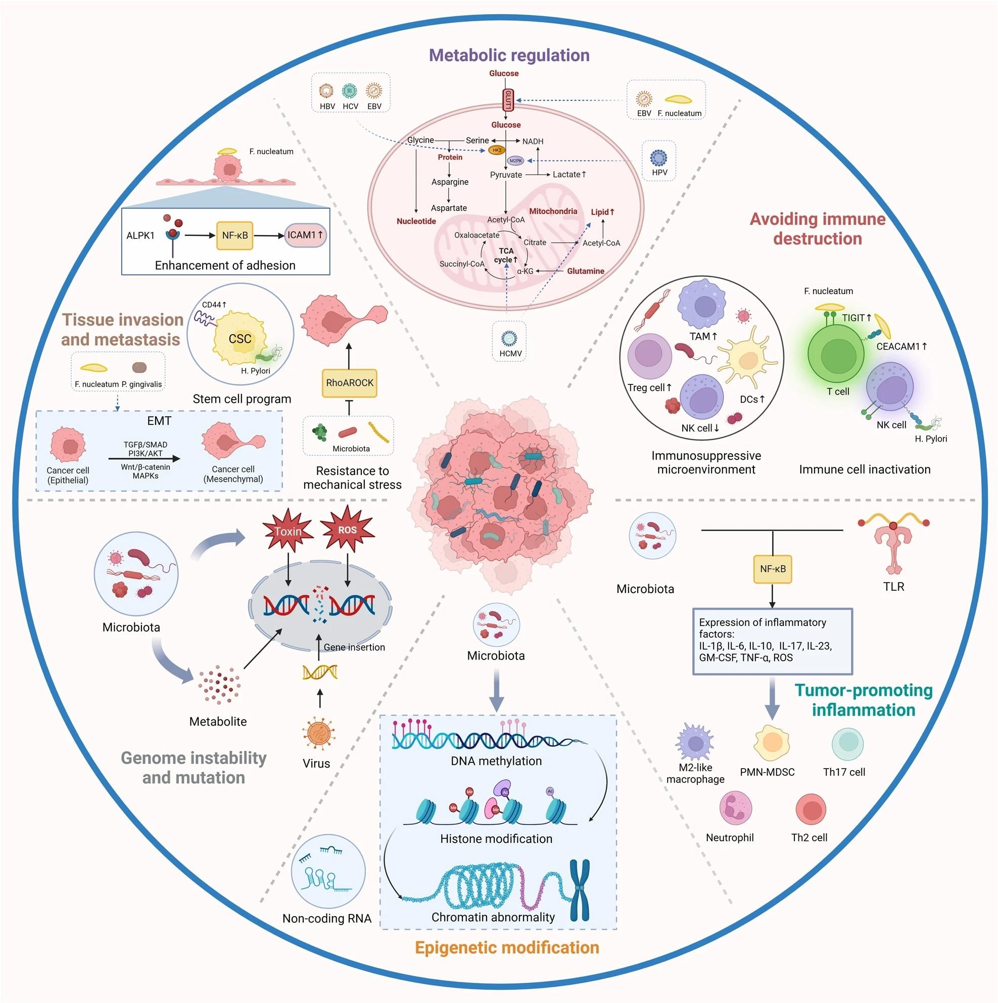תפקידה של מיקרוביוטה תוך-גידולית בהתפתחות סרטן.  ההשפעות הפוטנציאליות של המיקרוביום על הסרטן נותרו חמקמקות.  שישה מנגנונים עיקריים הוצעו כדי להסביר כיצד המיקרוביוטה התוך-גידולית משפיעה על התחלת הסרטן והתקדמותו, כולל חוסר יציבות ומוטציה של הגנום, שינוי אפיגנטי, דלקת כרונית, התחמקות חיסונית, ויסות מטבולי, הפעלת פלישה וגרורות.  TAM, מקרופאג הקשור לגידול;  HK2, הקסוקינאז 2;  TCA, חומצה טריקרבוקסילית.  נוצר עם BioRender.com