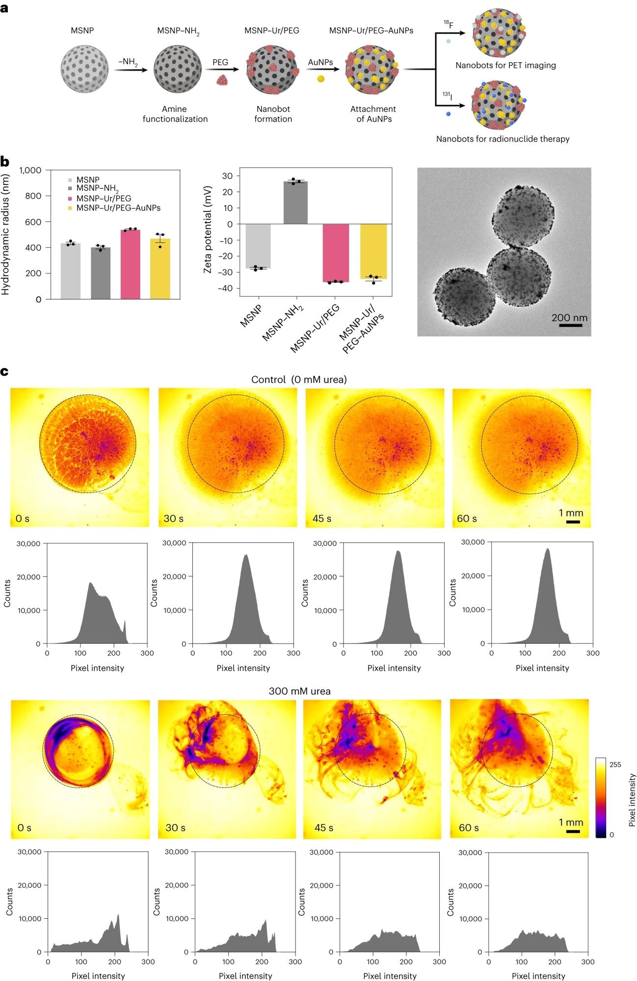 א, ייצוג סכמטי של תהליך ייצור הננו-בוט וסימון רדיו.  אור, אוריאה.  ב, משמאל: אפיון ננובוט על ידי פיזור אור דינמי (n = 3, שכפולים טכניים).  הנתונים מוצגים כערכים ממוצעים ופסי שגיאה מייצגים את מרכז ה-sem: פוטנציאל זטה (n = 3, שכפולים טכניים) הנתונים מוצגים כערכים ממוצעים ופסי שגיאה מייצגים את תמונת ה-sem מימין: מיקרוסקופ אלקטרוני שידור.  ג, תמונות Snapshots המתארות את דינמיקת התנועה של ננו-בוט בהיעדר ונוכחות (300 מ