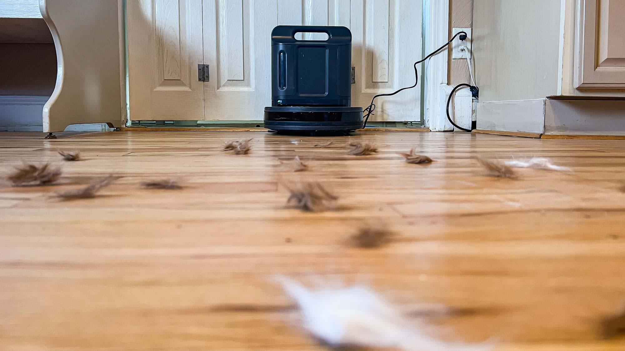 מבחן פרוות כריש IQ