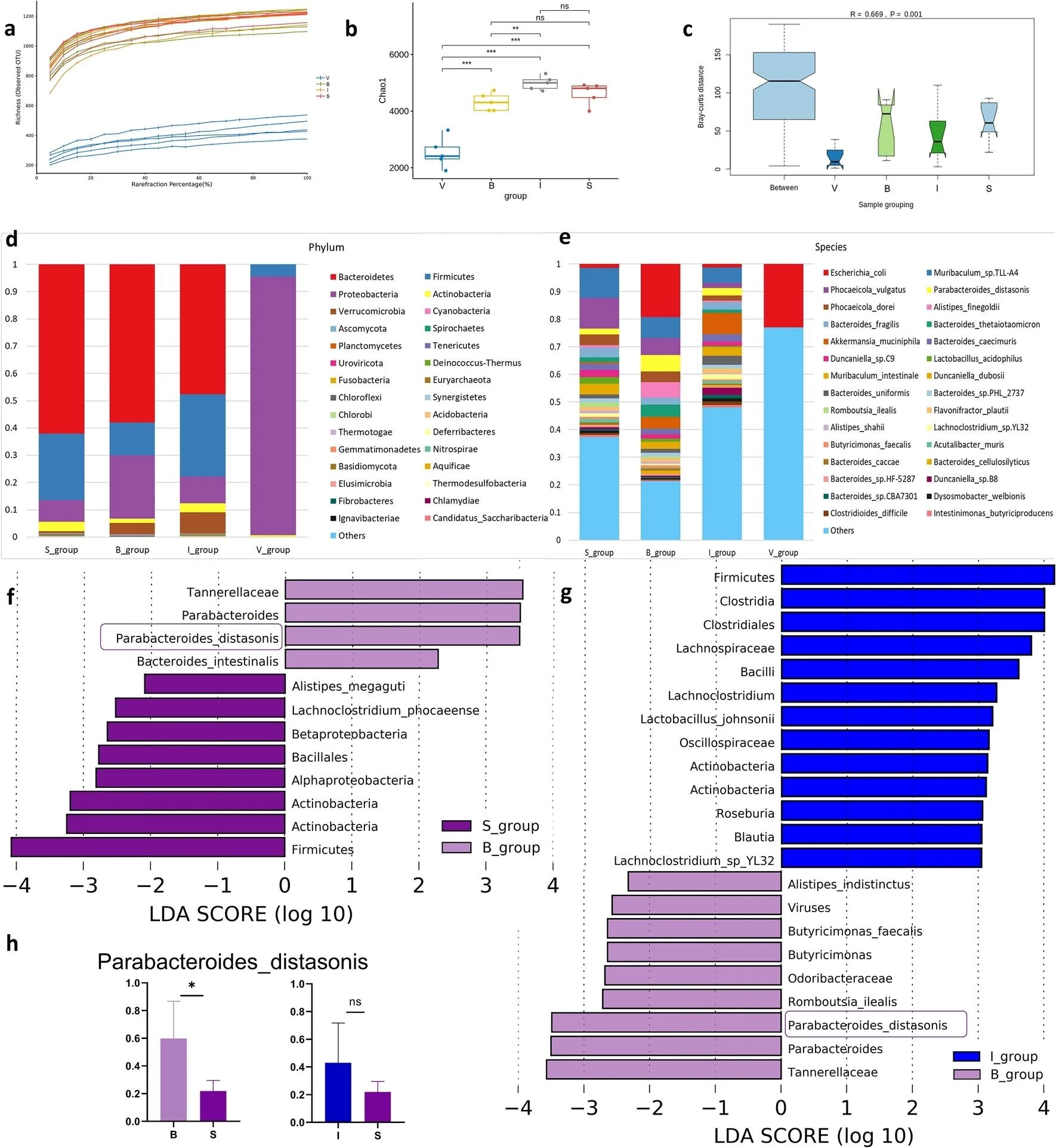 ניתוח טקסונומי של מיקרוביוטת המעיים בקבוצות טיפול שונות.  (א) ניתוח עקומת השתקפות בארבע קבוצות.  (ב) מגוון אלפא של ארבע העוקות ברמת המינים, נמדד במונחים של מדד Chao1.  (ג) מגוון בטא של ארבע העוקות ברמת המינים.  (ד) עלילת בר של ניתוח טקסונומיה בין ארבע קבוצות ברמות טקסונומיות של פילום.  (ה) עלילת בר של ניתוח טקסונומיה בין ארבע קבוצות ברמות טקסונומיות של מינים.  הציר האופקי הוא הקבוצה, והציר האנכי הוא השפע היחסי של מינים מסוימים.  (ו, ז) ניתוח LEfSe מידע ערך LDA בכל רמה טקסונומית בין קבוצות שונות.  הסמטה מציגה מינים עם הבדלים משמעותיים בערכי LDA גדולים מהערך הנוכחי (2.0) בקבוצות שונות, כלומר סמנים ביולוגיים עם הבדלים משמעותיים.  אורך הפס בתרשים מייצג את ההשפעה של מינים שונים באופן משמעותי.  (ח) מיני P. distasonis שפע יחסי בקבוצות שונות.  ערך P נקבע על ידי מבחן סכום דירוג של Wilcoxon דו-זנב, והנתונים מוצגים כממוצע ± SEMs;  * p < 0.05.  S sham, B burn, I התערבות, אימות V, גודל אפקט ניתוח מבחין ליניארי LEfSe, ניתוח רגרסיה ליניארית של LDA, P. distasonis Parabacteroides_distasonis, שגיאת SEM סטנדרטית של הממוצע.