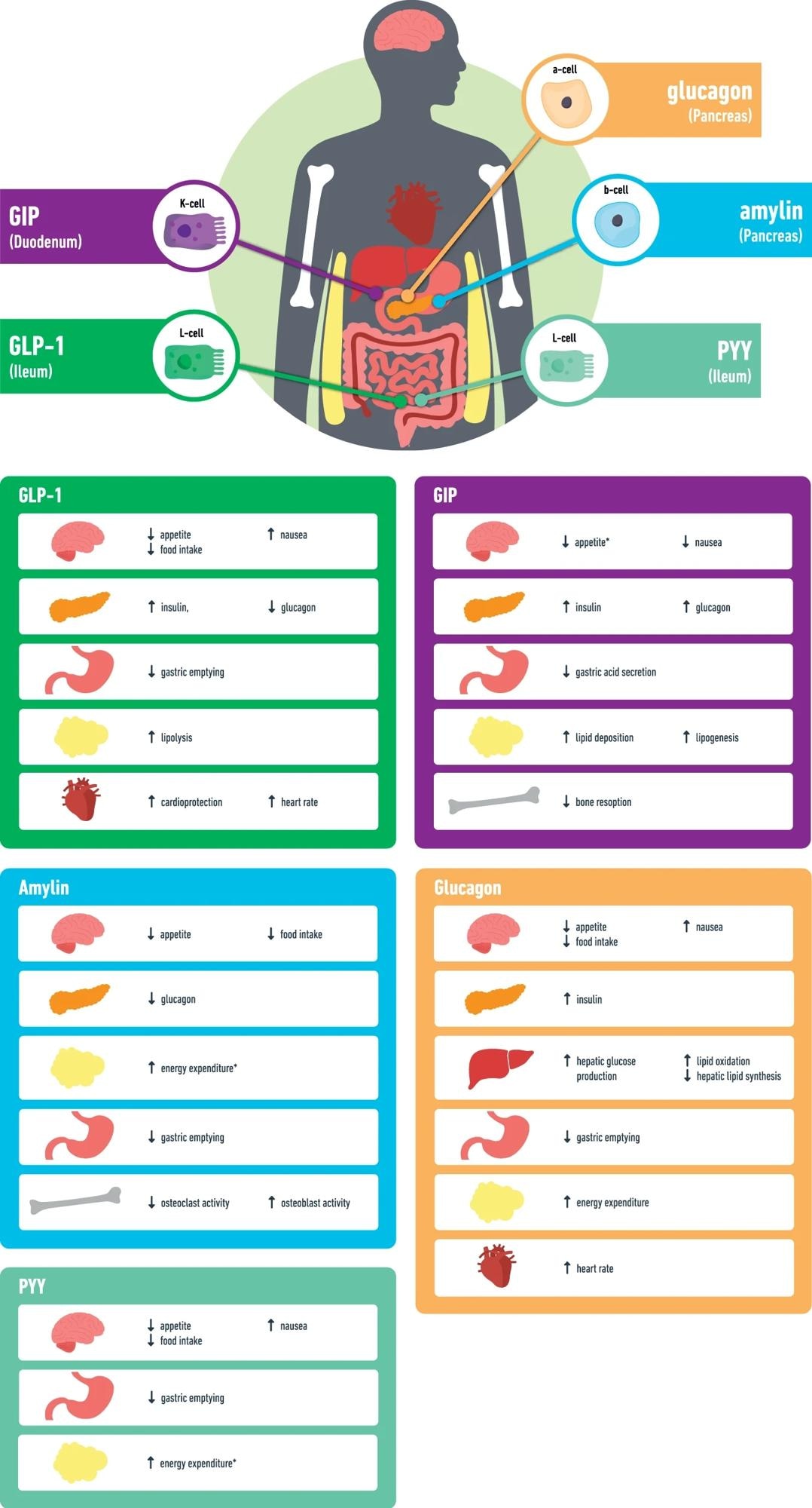 GLP-1 גלוקגון כמו פפטיד-1, GIP פוליפפטיד אינסולוטרופי תלוי-גלוקוז, פפטיד PYY YY, *נתונים בעיקר ממחקרים בבעלי חיים.