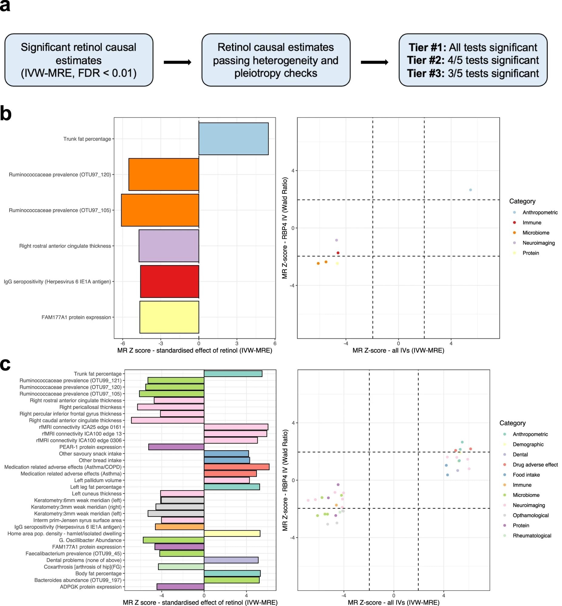 סקירה כללית של צנרת העדיפויות לאומדנים סיבתיים של רטינול (אומד שוני הפוכה משוקלל עם אפקטים אקראיים מכפילים (IVW-MRE)) ששורדים תיקון מרובה בדיקות (FDR < 0.01).  אומדנים אלו נתונים לאחר מכן למבחנים להטרוגניות ולפליוטרופיה (שיטות מקוונות), כאשר נדבך מוקצה לאחר מכן על סמך כמה מחמש שיטות האקראיות של מנדל (MR) המיושמות לפחות מובהקות סטטיסטית נומינלית.  בלוחות b ו-c, העלילה השמאלית מציינת את ציון ה-Z (בטא/SE) מהערכות MR IVW-MRE.  ציוני Z חיוביים מציינים אומדן IVW-MRE חיובי של ההשפעה של רטינול במחזור הדם על תכונה זו ולהיפך.  התכונות נצבעות לפי הקטגוריה הפנוטיפית הרחבה שלהן.  העלילה הימנית מדמיינת את ציון ה-Z באמצעות מודל IVW-MRE לעומת זה של אומדן ה-MR באמצעות RBP4 IV בלבד (Wald Ratio).  הקווים המקווקוים מייצגים בערך מובהקות סטטיסטית נומינלית (P <0.05).  בפאנל b, רק תכונות שכבה מס' 2 משורטטות (שיטות מקוונות), בעוד שפאנל c משרטט הן תכונות של שכבה #2 והן של שכבה מס' 3.