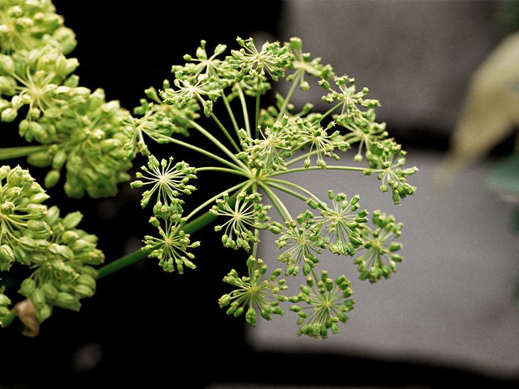 ג'ינסנג נשי יכול להחזיק את המפתח לטיפולי אוסטיאופורוזיס חדשים
