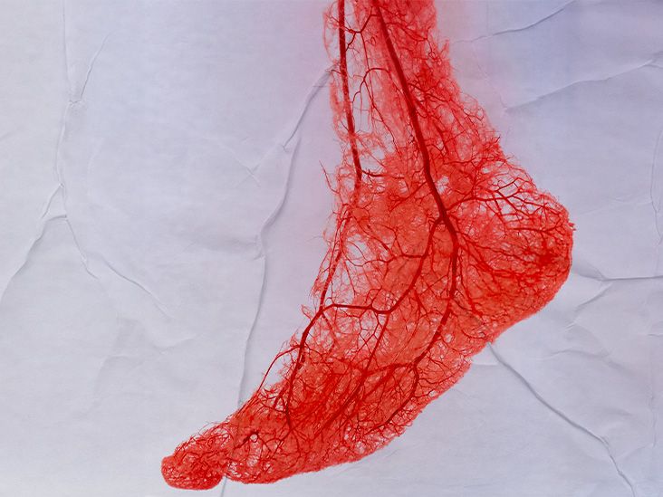 illustration of veins in the human foot