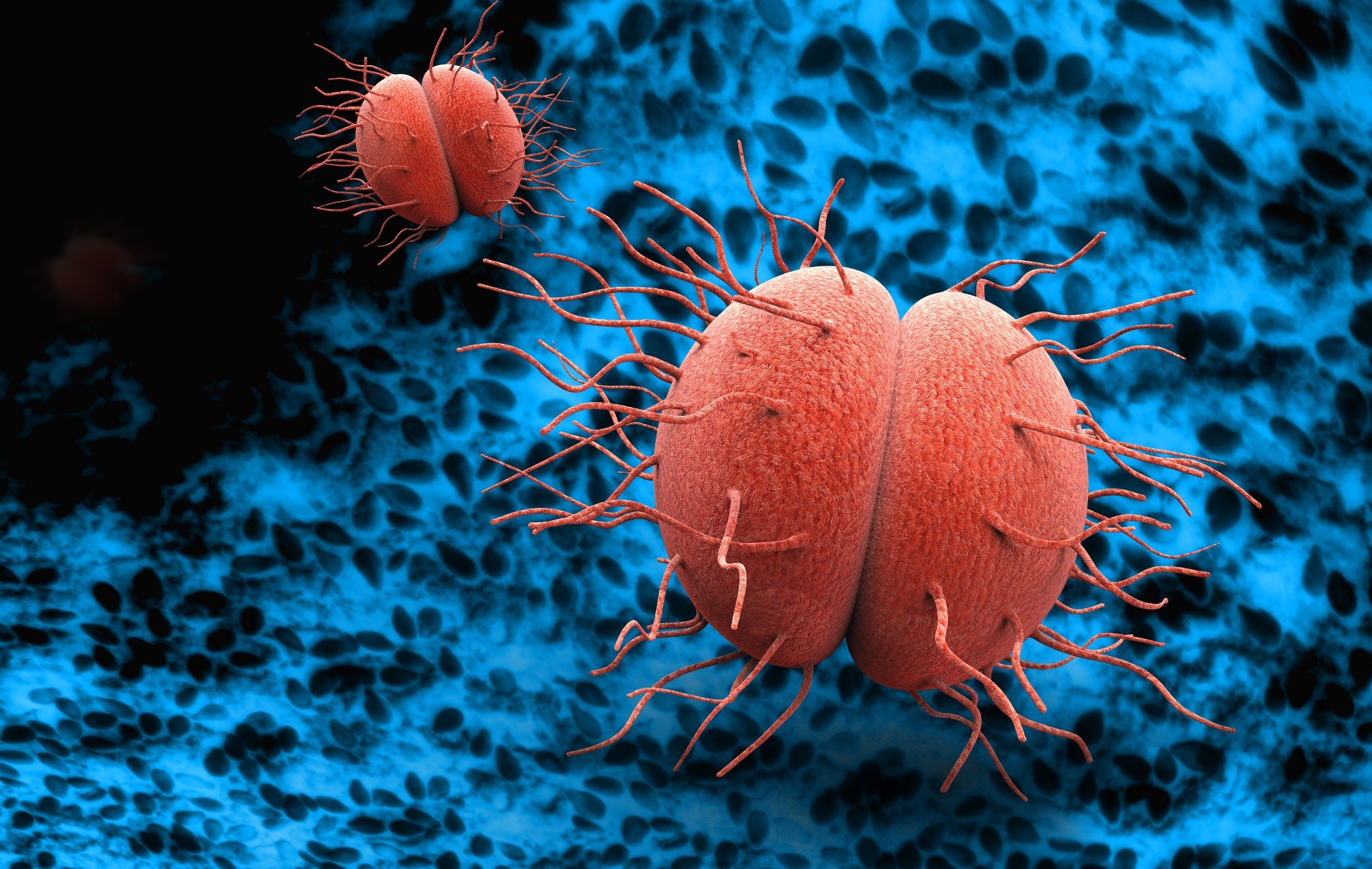 Study: Hormonal steroids induce multidrug resistance and stress response genes in Neisseria gonorrhoeae by binding to MtrR. Image Credit: Giovanni Cancemi / Shutterstock
