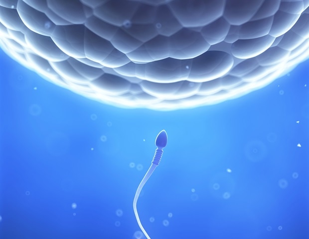 סימולציות מפצחות קוד של הפריית ביצית אנושית