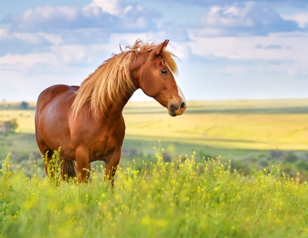 שימוש בסוסים להרגעה בקרב בני אדם מתפשט בתערובת קטלנית של 'טרנק' ופנטניל