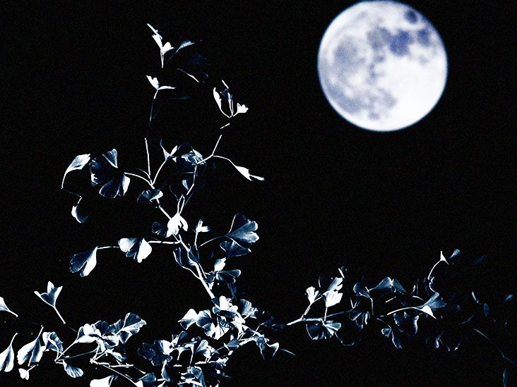 תמצית גינקו בילובה עשויה להאיץ את התאוששות המוח בשבועות הראשונים לאחר שבץ מוחי