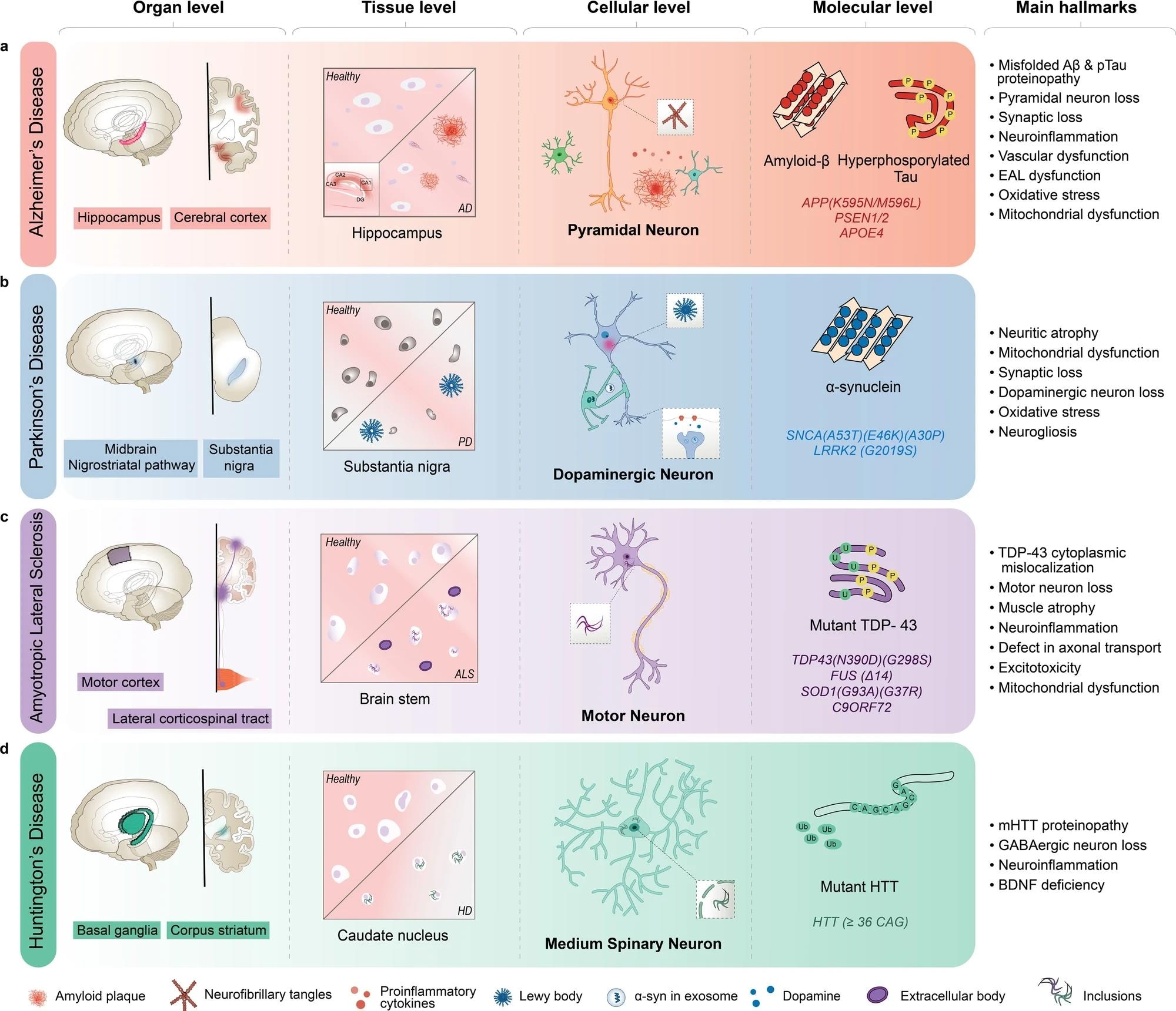 AD מתאפיינת בהכללה של עמילואיד-β (Aβ) וסבכים נוירו-פיברילריים בנוירונים פירמידליים, בעיקר באזורי ההיפוקמפוס והקורטקס של המוח.  b PD מאופיין על ידי אגרגטים של גוף Lewy המורכבים מ-α-synuclein מקופל שגוי וניוון של נוירונים דופמינרגיים באזור substantia nigra של המוח.  c ALS מאופיין על ידי הכללת חלבון TAR DNA קושר מוטנטי 43 (TDP-43) וחלבונים אחרים, ניוון של נוירונים מוטוריים בקורטקס המוטורי ובחוט השדרה, וניוון שרירים עם חלבונים לא מתפקדים.  d HD מאופיין על ידי הכללת חלבון Huntingtin מוטנטי (mHTT) וניוון של נוירונים קוצניים בינוניים בגרעיני הבסיס ובקורפוס סטריאטום של המוח.  מחלת אלצהיימר AD, ALS amyotrophic lateral sclerosis, גורם נוירוטרופי ממוח שמקורו ב-BDNF, EAL מסלול אנדוזומלי-אוטופגי-ליזומלי, GABA חומצה גמא-אמינו-בוטירית, HD Huntington's disease, PSEN presenilin 1, SNCA synuclein alpha.