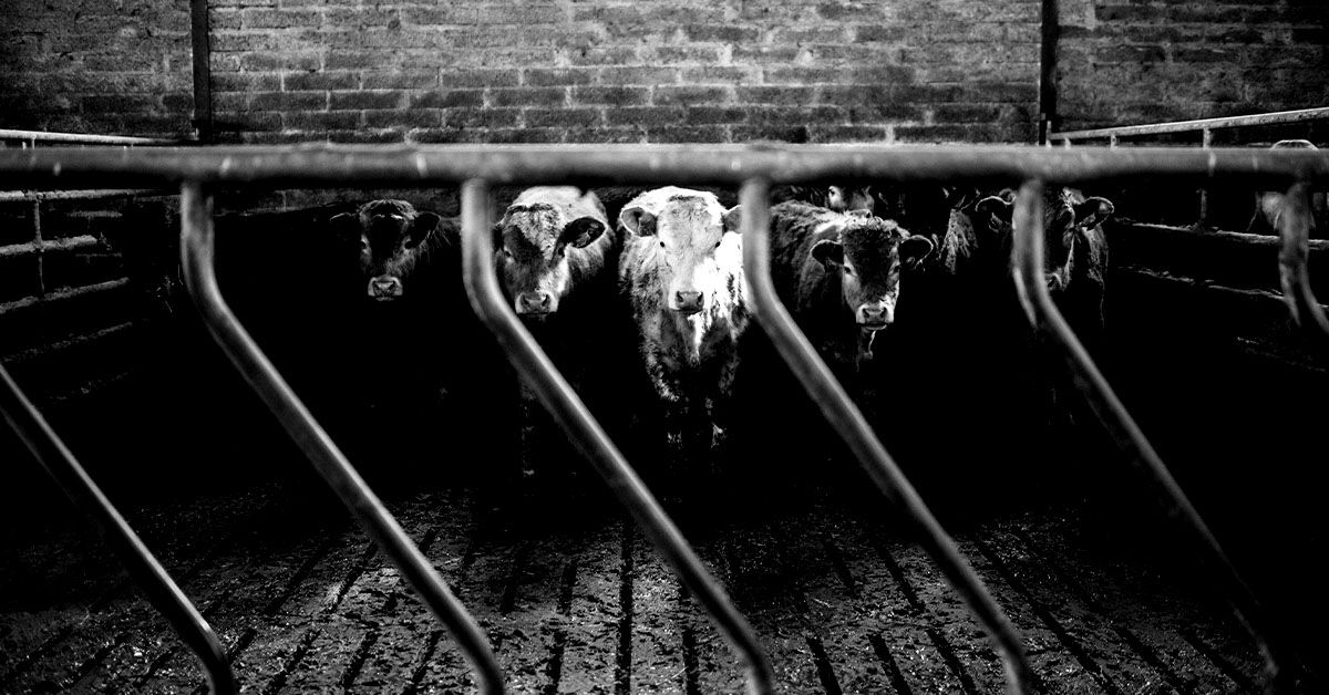 מדענים שינו גנטית פרה כדי לייצר אינסולין בחלב שלה