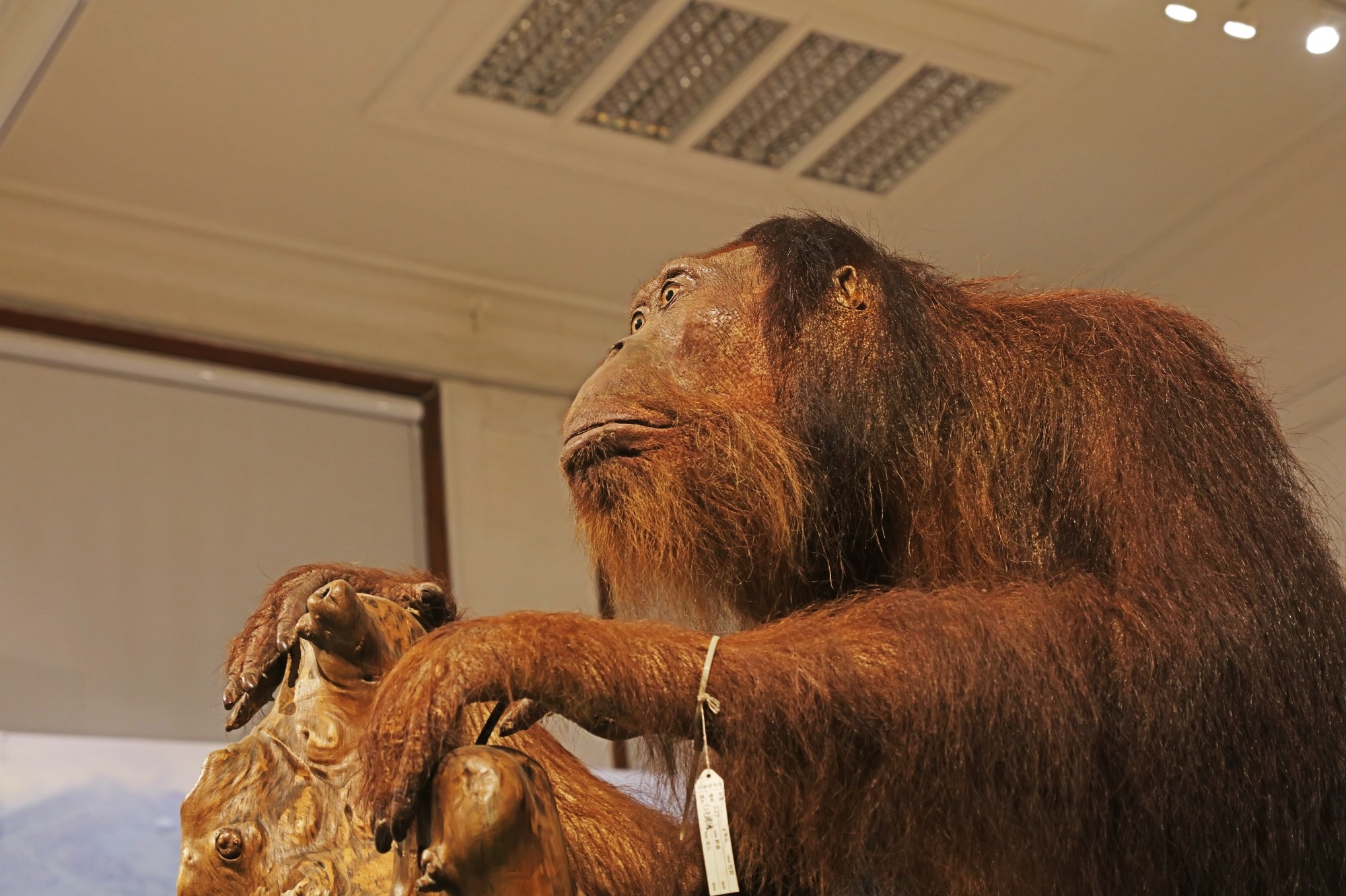 מינוף דנ"א אורנגאוטן עתיק כדי לחקור את התפרצות גן החיות של רוטרדם ב-1965