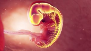 Review: Impact of Maternal Environment and Inflammation on Fetal Neurodevelopment. Image Credit: Sebastian Kaulitzki / Shutterstock