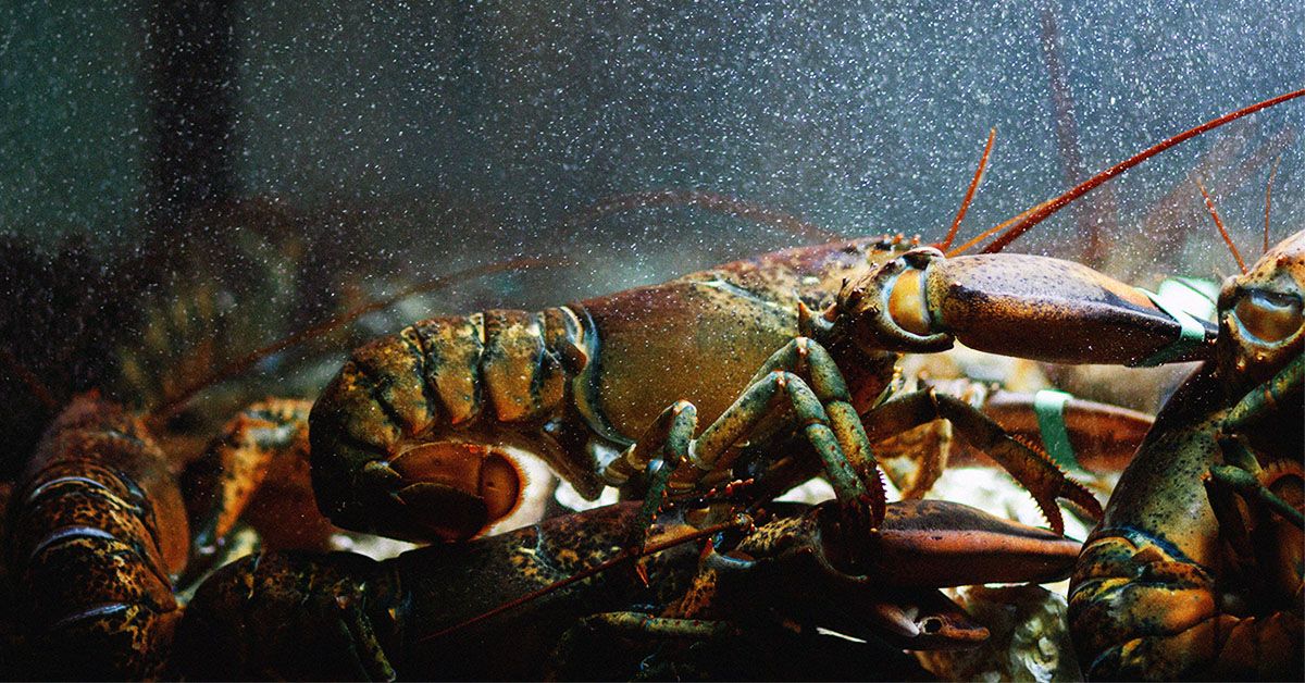 דיאטות עשירות של פירות ים קשורות לחשיפה ל"כימיקלים לנצח", מגלה מחקר