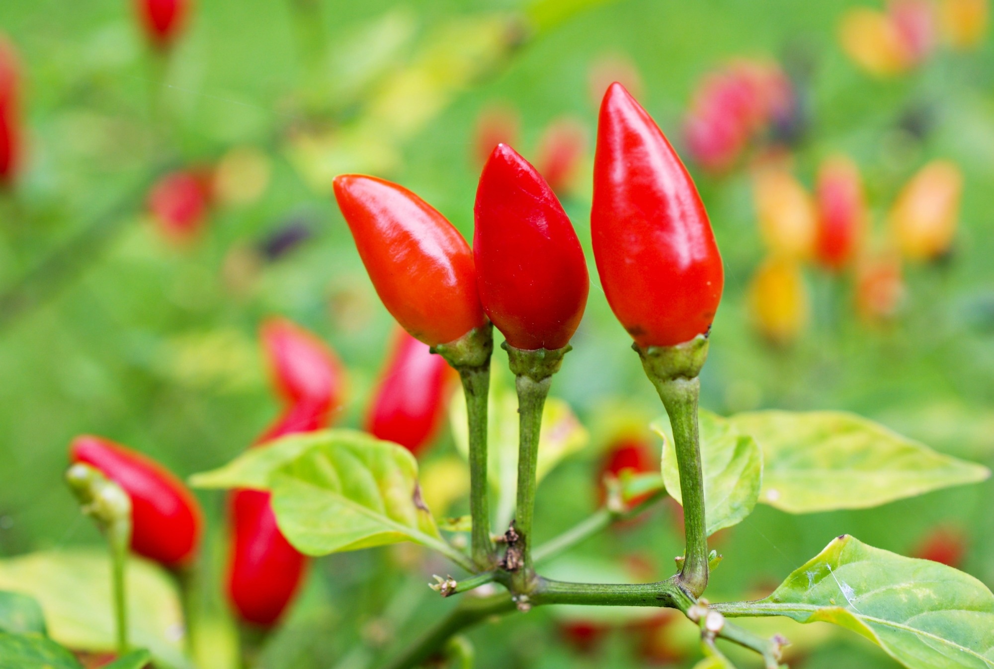 Mini Review: Piquin chili, a wild spice: natural variation in nutraceutical contents. Image Credit: Little daisy / Shutterstock