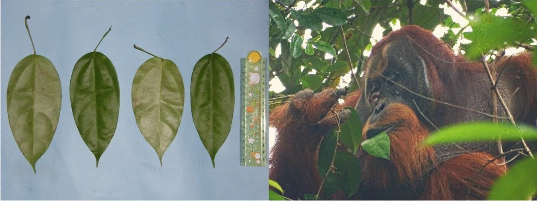 משמאל: תמונות של עלי Fibraurea tinctoria.  אורך העלים בין 15 ל-17 ס