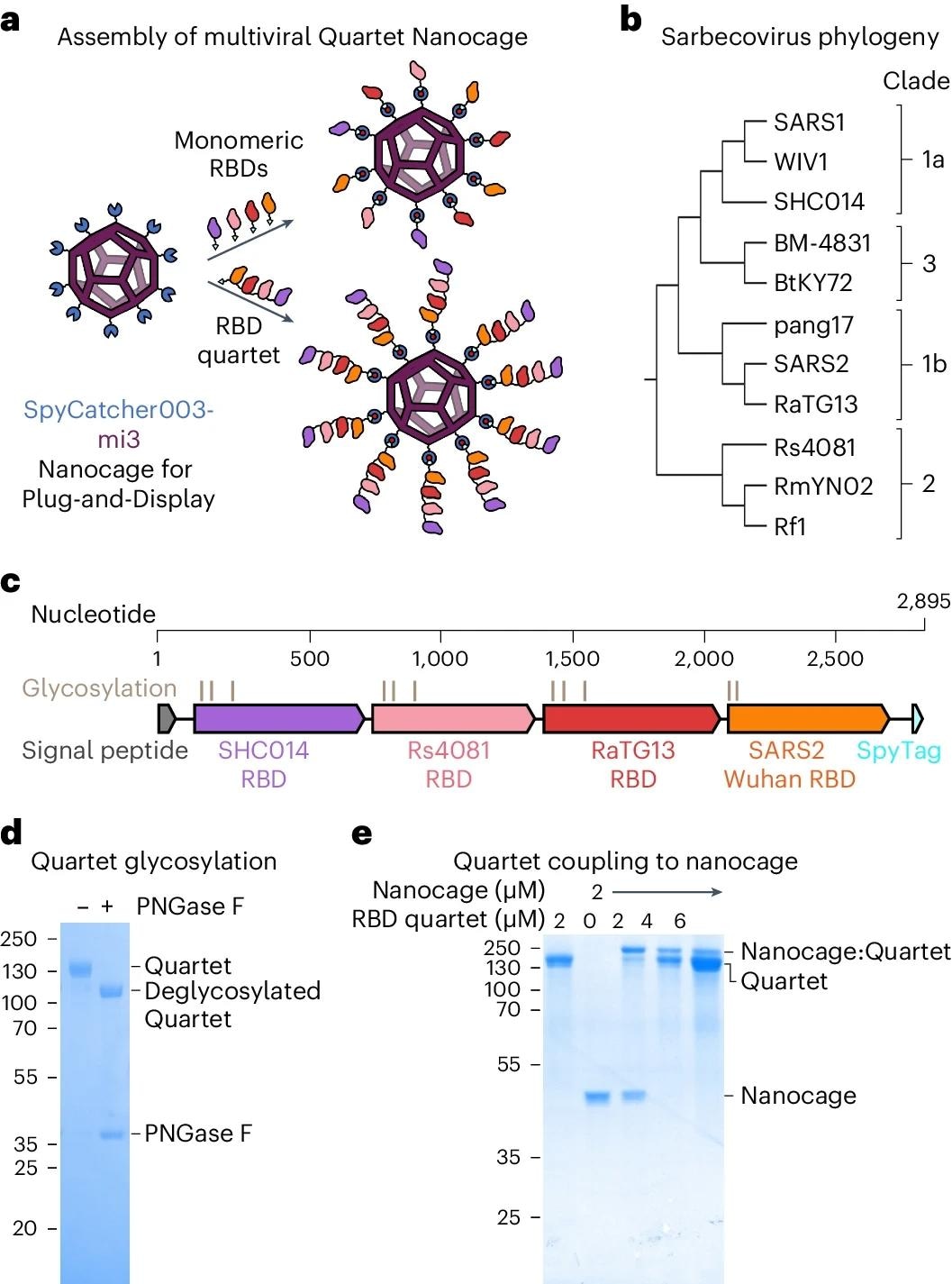א, הרכבת חיסונים Plug-and-Display של פסיפס ו-Quartet Nanocages.  מיזוג גנטי של SpyCatcher003 (כחול כהה) עם mi3 (סגול) מאפשר מולטימריזציה יעילה של RBDs בודדים או רביעיות המקושרים ל- SpyTag (ציאן) באמצעות יצירת קשר איזופפטידים ספונטני (מסומן באדום).  רק כמה אנטיגנים מוצגים בסכמטיה לשם הבהירות.  ב, עץ פילוגנטי של נגיפי סרבקו בשימוש במחקר זה, מבוסס על רצף RBD.  ג, ארגון גנטי של הקוורטט-SpyTag המולטי ויראלי, המציין את המקור הנגיפי של RBDs, אתרי גליקוזילציה מקושרים ל-N ומיקום התג.  ד, ניתוח של Quartet-SpyTag עם צביעת SDS–PAGE/Coomassie, עם או בלי PNGase F deglycosylation.  ג'ל מייצג משני ניסויים עצמאיים.  סמני משקל מולקולרי נמצאים ב-kDa.  ה, צימוד של רביעיית RBD ל- SpyCatcher003-mi3 Nanocage ביחסי Nanocage:אנטיגן מולריים שונים, מנותח על ידי SDS–PAGE/Coomassie.  ג'ל מייצג משני ניסויים עצמאיים.  סמני משקל מולקולרי נמצאים ב-kDa.