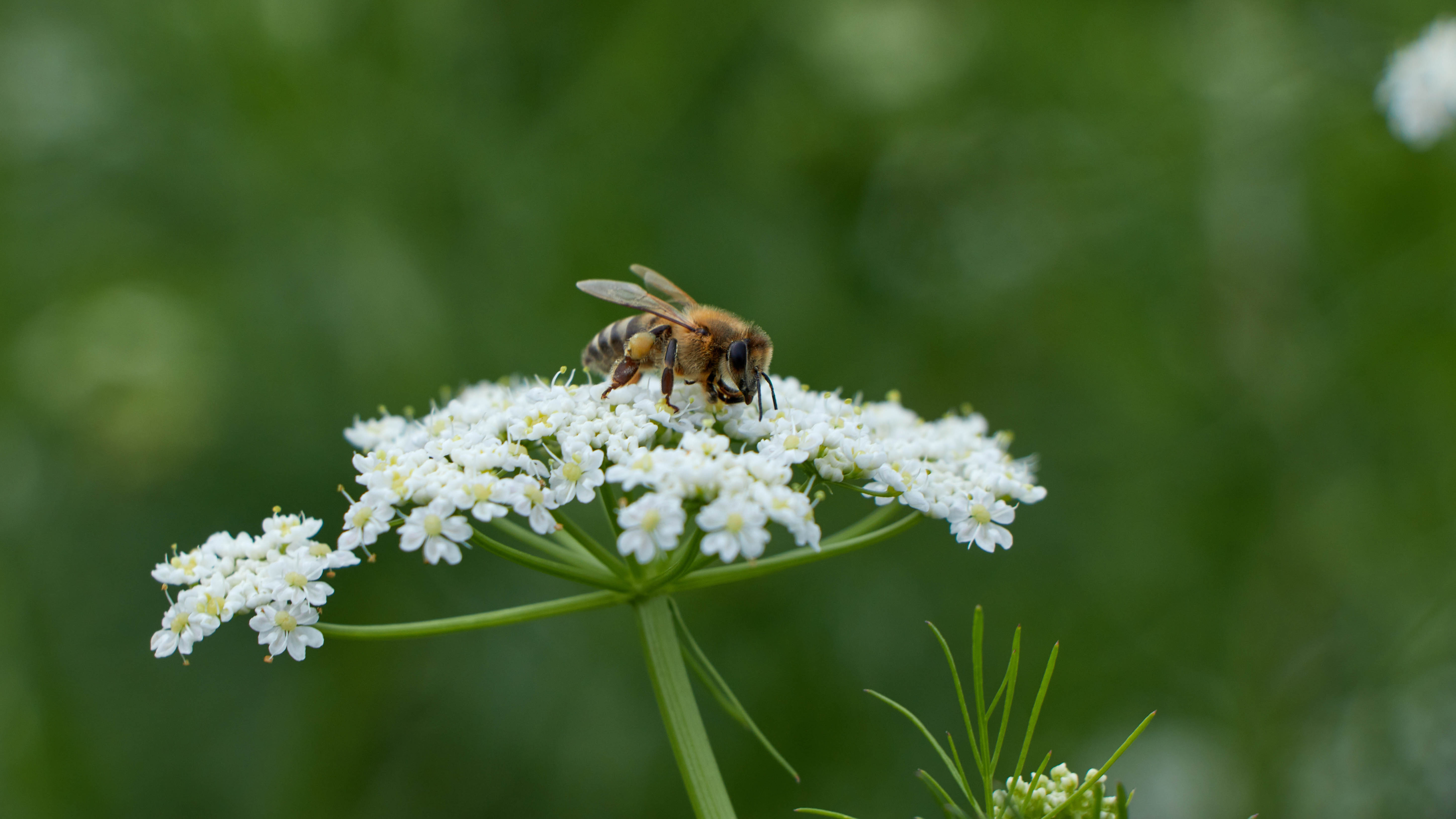 דבורת בומבוס יושבת על פרח אניס
