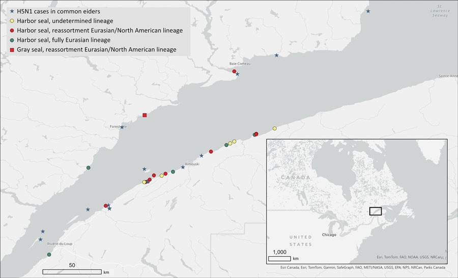 מיקומים גיאוגרפיים של כלבי ים תקועים, מתים או חולים שנדבקו בנגיף שפעת העופות A(H5N1) פתוגנית מאוד במהלך התפרצות 2022 בשפך סנט לורנס, קוויבק, קנדה.  מיקומם של כלבי ים (Phoca vitulina), כלבי ים אפורים (Halichoerus grypus) ושל שושלות H5N1 שזוהו מסומנים, כמו גם ההתפרצויות המתועדות במושבות אידר מצוי (Somateria mollissima).  Inset מציג את מיקום המחקר במפה של מזרח קנדה, ומערב תיכון וצפון מזרח ארה