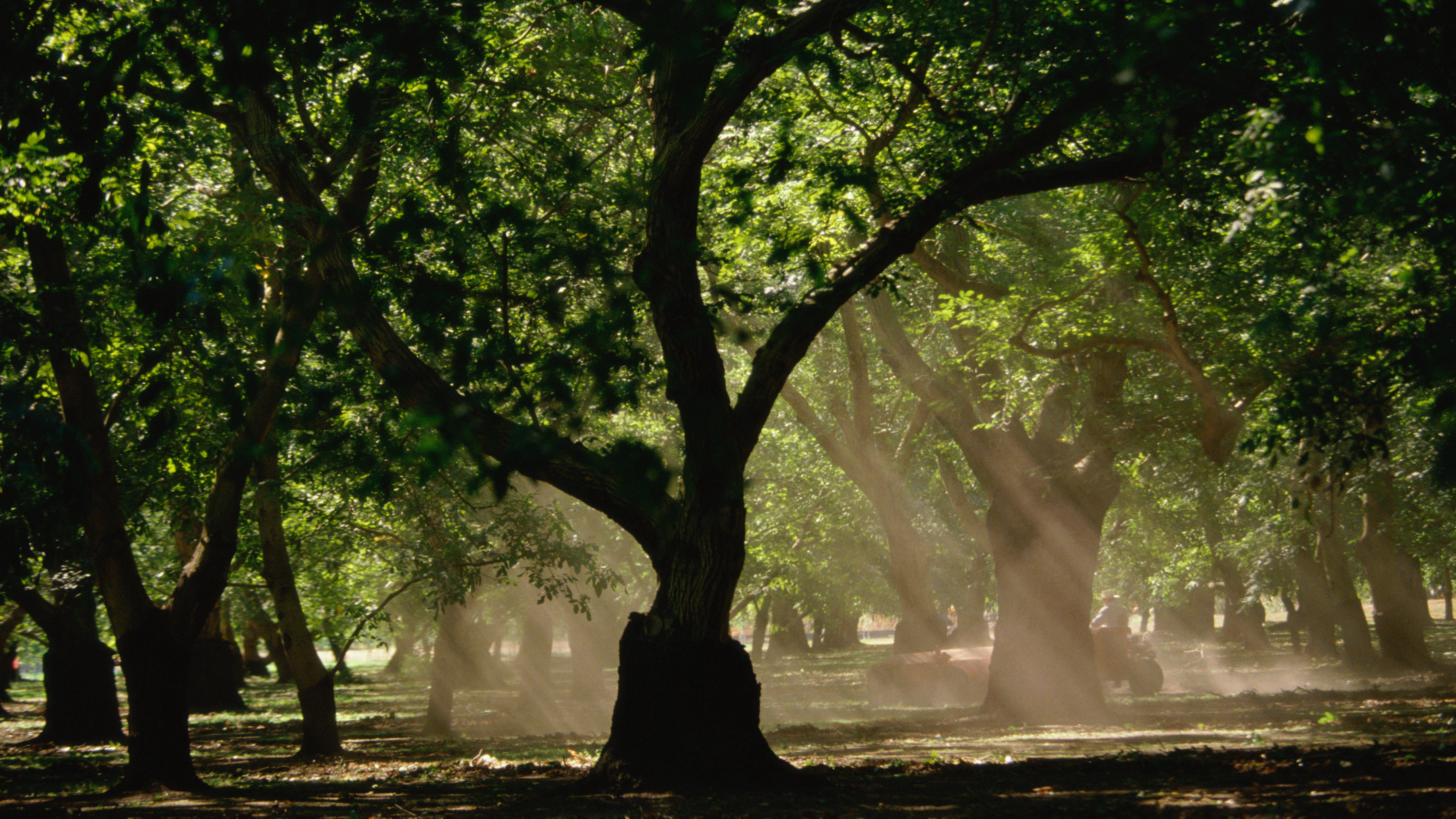 עצי אגוז בסחלב בקליפורניה