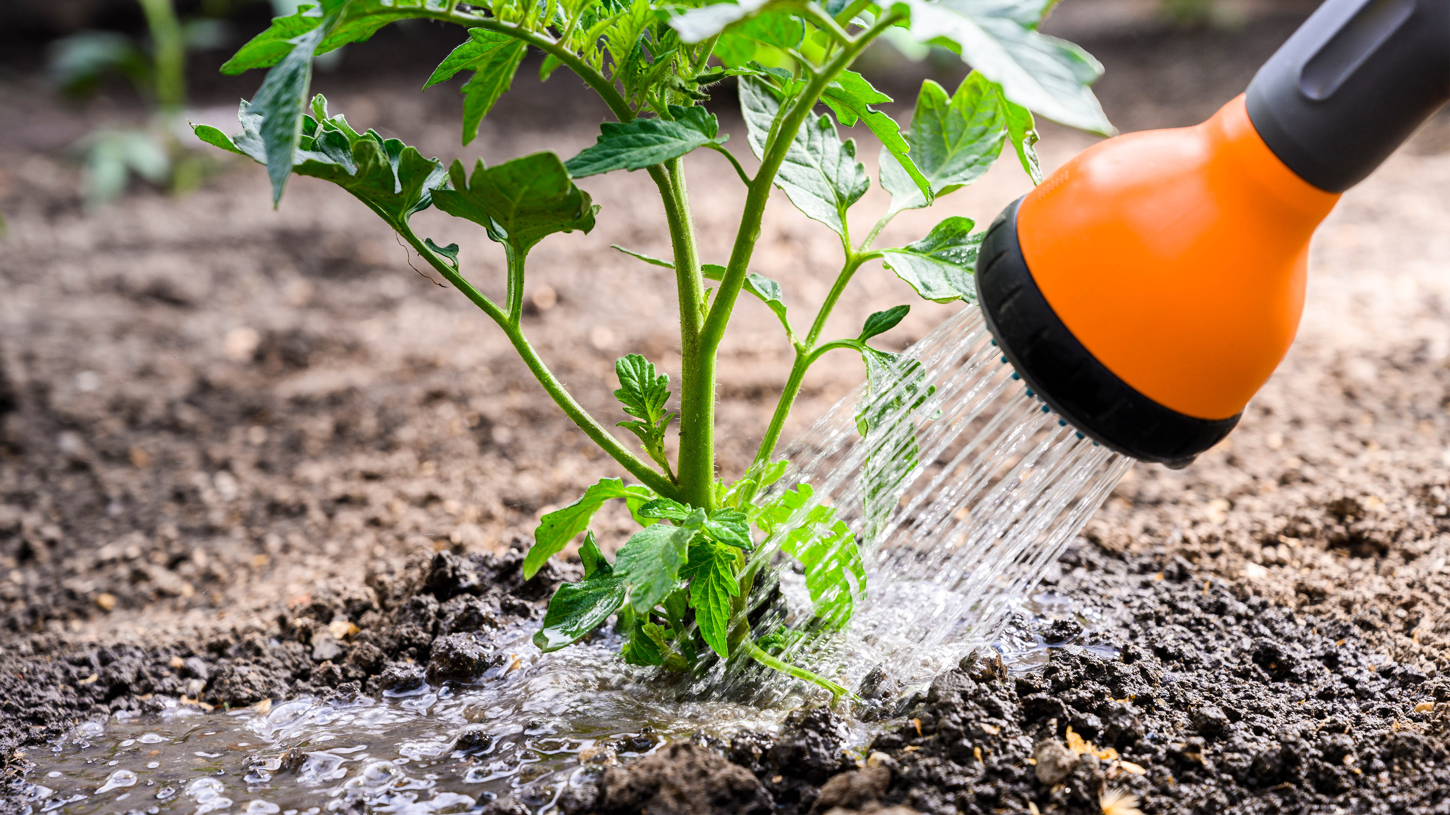 השקיית צמחי עגבניות