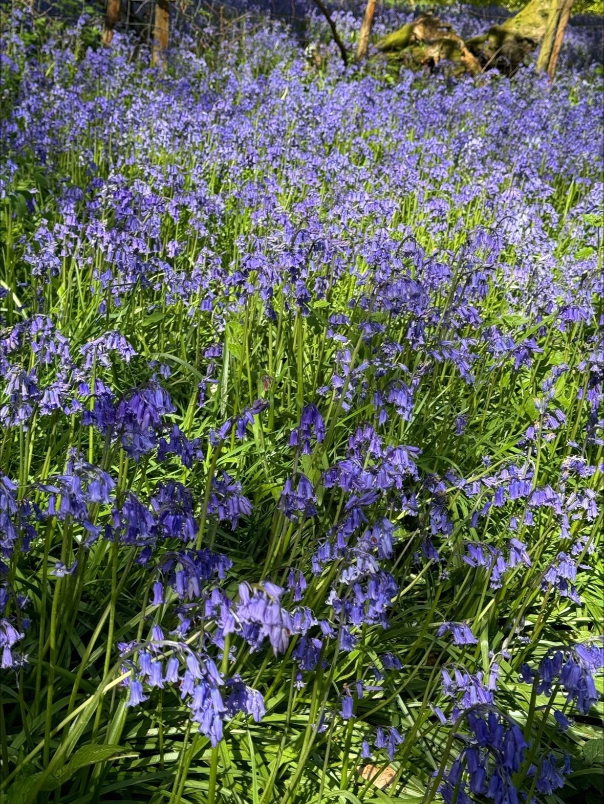 שמש ושלבים למען מטרה: הצוות של Bedfont® Scientific מגייס כספים חיוניים בלב הליכת Bluebell של קנט הוספיס 2024.