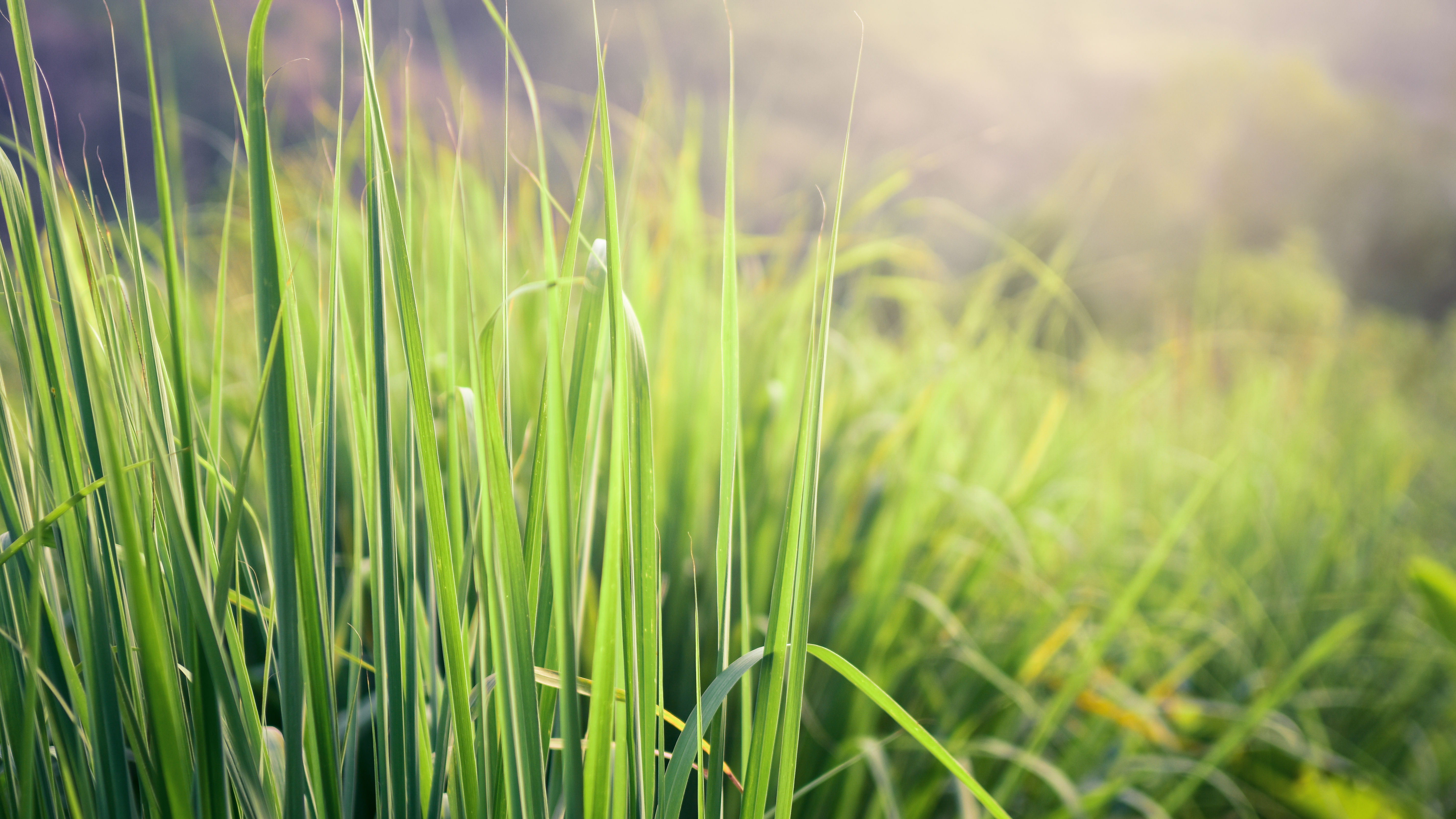 דשא ארוך בחוץ