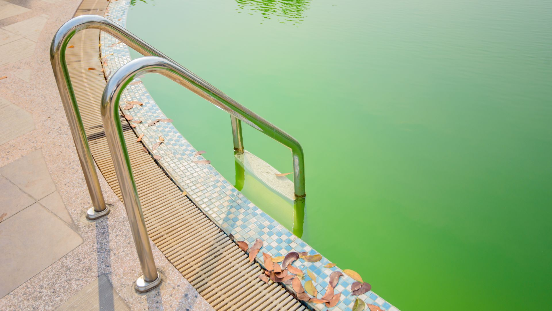 בריכה ירוקה שצריך לנקות