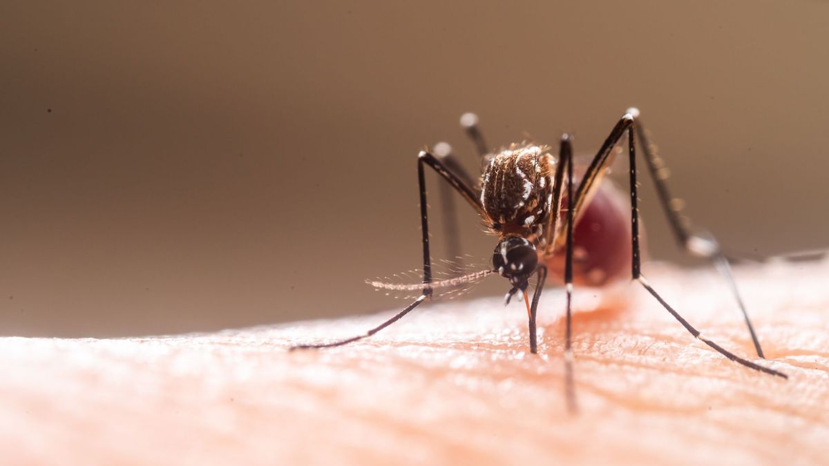 A mosquito biting a person