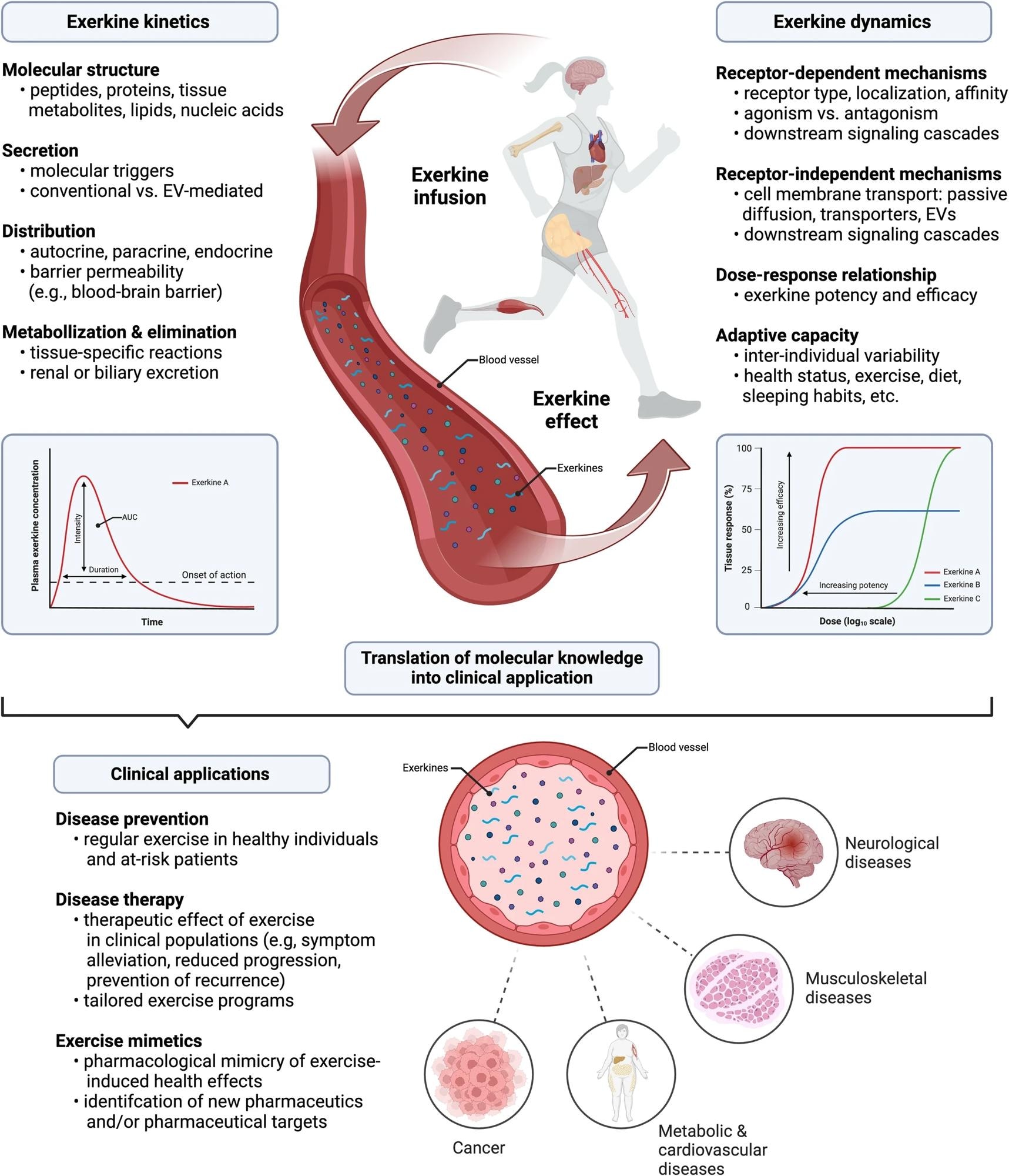 טיפול בפעילות גופנית מולקולרית: אופן פעולה והשלכות קליניות של מולקולות איתות (exerkines) הנגרמות על ידי פעילות גופנית.  ניתן לחלק את ההשפעה של מאמץ על האורגניזם האנושי לקינטיקה של מאמץ ודינמיקה של מאמץ.  במהלך פעילות גופנית חריפה, מופרשים מתאמנים רבים באופן אוטוקריני, פאראקריני ו/או אנדוקריני.  במקרה של הפרשה אנדוקרינית, התרגילים הללו מופצים ברחבי האורגניזמים האנושיים, מה שהופך אותם לזמינים לרקמות מטרה נפרדות.  עוצמת ומשך השפעת האקרקין מוכתבת על ידי ריכוז האקסרקין לאורך זמן (אזור מתחת לעקומה, AUC), שבמקרה של הפרשה אנדוקרינית ניתן לכמת אותו כרמות אקסרקין בפלזמה.  להפרשה אוטוקרינית ופאראקרינית, מיקרודיאליזה או טכניקות אחרות לבידוד של נוזלים תאיים מאפשרים כימות מדויק של ריכוזי מאמץ ספציפיים לרקמות וקביעת עקומות זמן ריכוז מאמץ.  יש לציין, מאמץ עשוי להיות גם כפוף לחילוף חומרים וסילוק בדרכים שונות.  לאחר הפרשת אקרקינים, הם מקיימים אינטראקציה עם תאי המטרה באופן תלוי קולטן או קולטן.  עבור אינטראקציות תלויות קולטן, ההשפעה על תאי המטרה תלויה במאפיינים המדויקים של קולטן המטרה והאינטראקציה בין אקרקין לקולטן.  הפעילות הפנימית של אקרקין (אגוניזם לעומת אנטגוניזם), הזיקה שלו לקולטן המטרה וצפיפות הקולטנים על תאי המטרה מכתיבות יחסי מינון-תגובה עבור זוגות קולטני אקרקין שקובעים את העוצמה והיעילות של אקרקין.  עבור מנגנונים בלתי תלויים בקולטן, תוארו דיפוזיה פסיבית על פני קרום התא, טרנספורטרים טרנסממברניים וקליטה מתווכת של שלפוחית ​​חוץ תאית (EV) של exerkines.  ברגע שמתאמנים נכנסו למרחב התוך תאי, הם יכולים להפעיל העברת אותות ותהליכי הסתגלות שלאחר מכן בצורה ברורה.  מאפיינים מולקולריים אלו, כמו גם הבדלים בין-אישיים במצב בריאותי ובהרגלי חיים (למשל, תזונה, פעילות גופנית, התנהגות שינה) קובעים את גודל הסתגלות הרקמות.  להעברת ידע מכניסטי על קינטיקה של מאמץ ודינמיקה של מאמץ להקשר של מחלה יש השלכות קליניות מבטיחות, למשל, במניעת מחלות, טיפול ממוקד בפעילות גופנית ופיתוח של תרופות חדשות בהשראת פעילות גופנית (כלומר, מימטיקה לפעילות גופנית).  נוצר עם BioRender.com