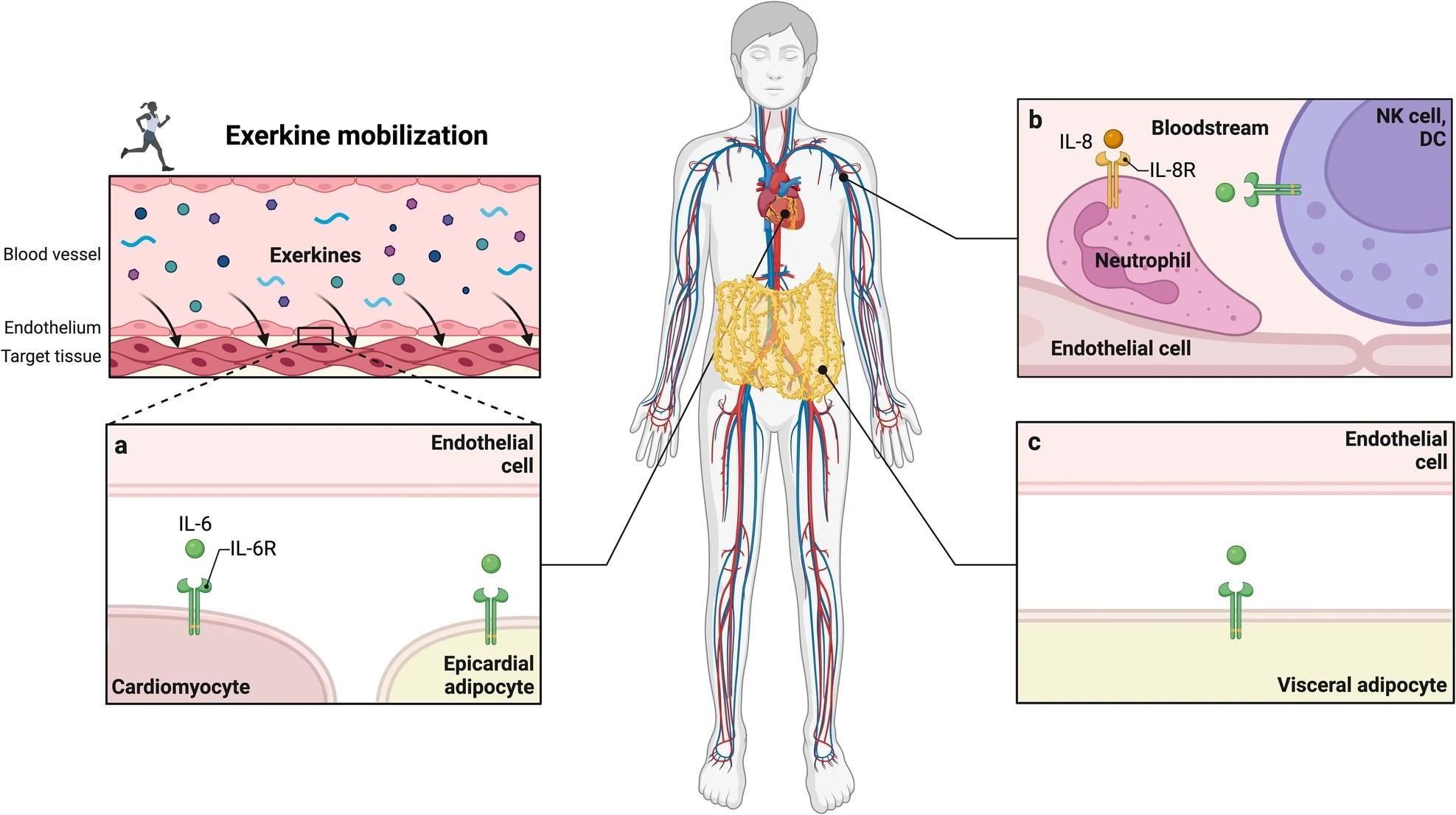 סקירה כללית של קולטני אקרקין שנחקרו בניסויים בבני אדם.  בשל אילוצים מתודולוגיים ואתיים של מחקרים על פעילות גופנית מכניסטית בבני אדם, הפעלת קולטן ל-exerkine קשה יותר לחקור בבני אדם בהשוואה לבעלי חיים.  רקמות מטרה של פעילות גופנית שנחקרו בבני אדם כוללות רקמת שריר לב ורקמת שומן אפיקרדית (א), נויטרופילים, תאי הורגים טבעיים ותאים דנדריטים (ב), ורקמת שומן קרביים (ג).  קולטן IL-6R interleukin-6, קולטן IL-8R interleukin-8, תא רוצח טבעי של תאים NK, תא דנדריטי DC, קולטן IL-6R interleukin 6, קולטן IL-8R interleukin 8.  נוצר עם BioRender.com