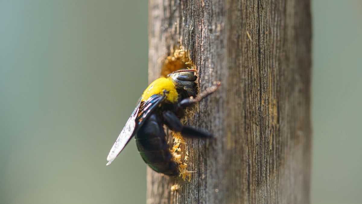 Carpenter bees drilling into wood