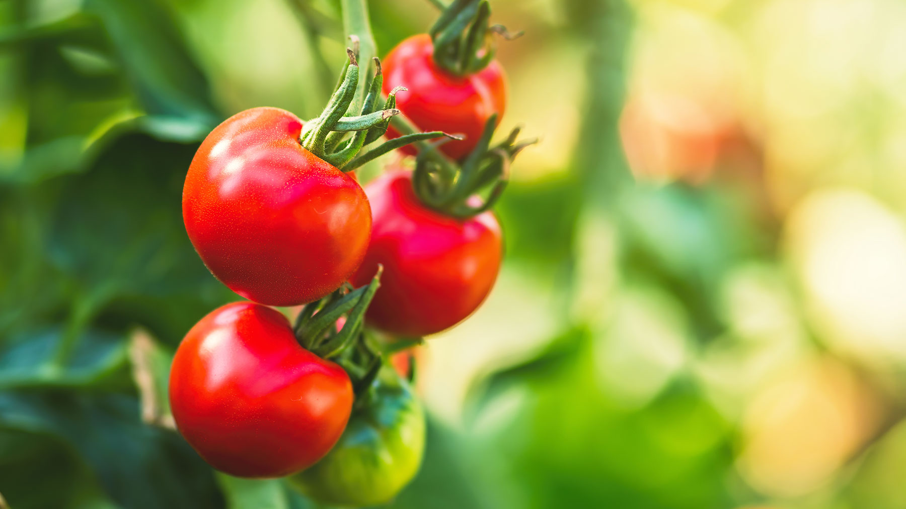 עגבניות בשלות הגדלות באור השמש