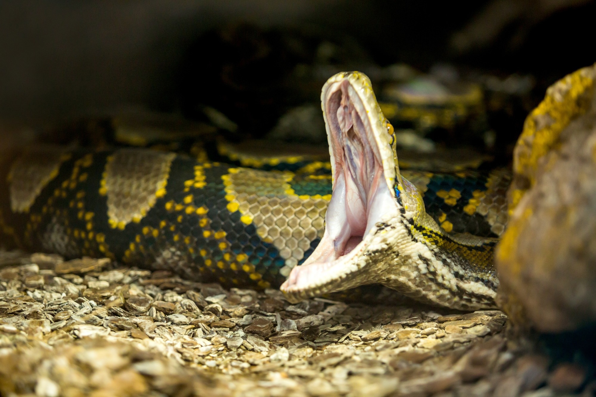 Study: Python farming as a flexible and efficient form of agricultural food security. Image Credit: Alejandro Camacho B / Shutterstock