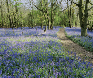 Join Bedfont® Scientific Limited. & Heart of Kent Hospice for their Bluebell Walk 2024, on Sunday, 5th May.