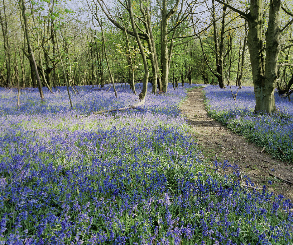 Join Bedfont® Scientific Limited. & Heart of Kent Hospice for their Bluebell Walk 2024, on Sunday, 5th May.