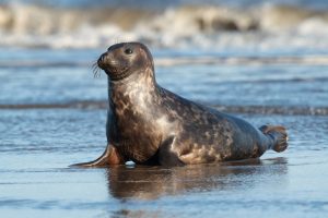 Research: Outbreak of Highly Pathogenic Avian Influenza A(H5N1) Virus in Seals, St. Lawrence Estuary, Quebec, Canada. Image Credit: davemhuntphotography / Shutterstock