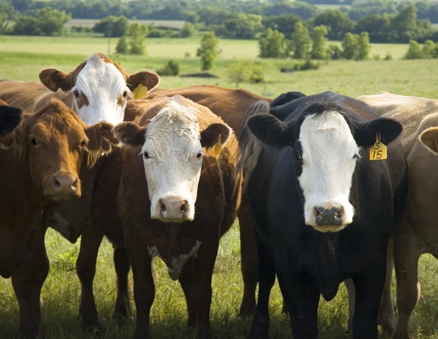 שימוש מחדש בתרופות מאושרות על ידי אדם לטיפול במחלת פריון