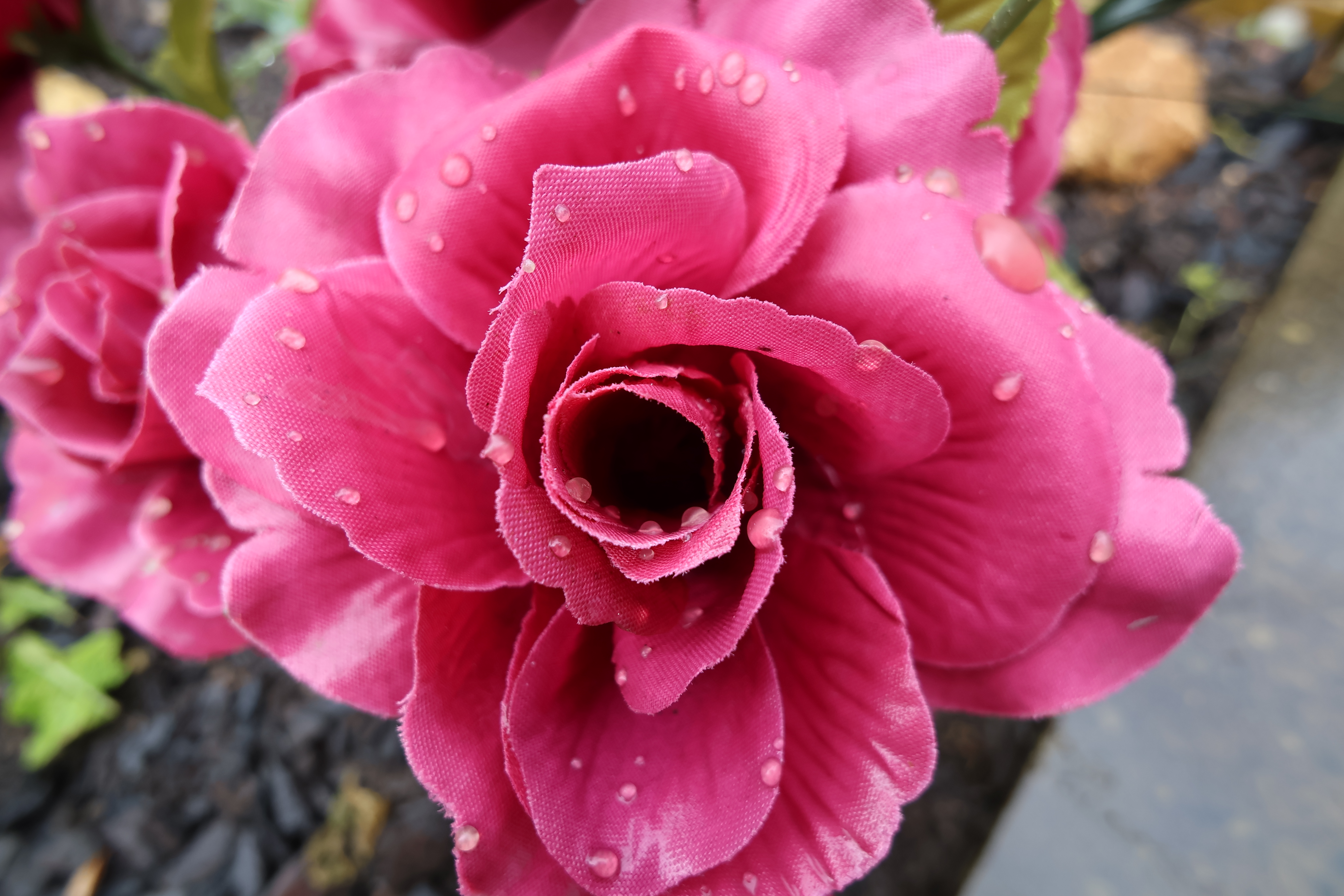 צילום תקריב של פרח ורוד שצולם במצלמת ווגלוג של Canon PowerShot V10