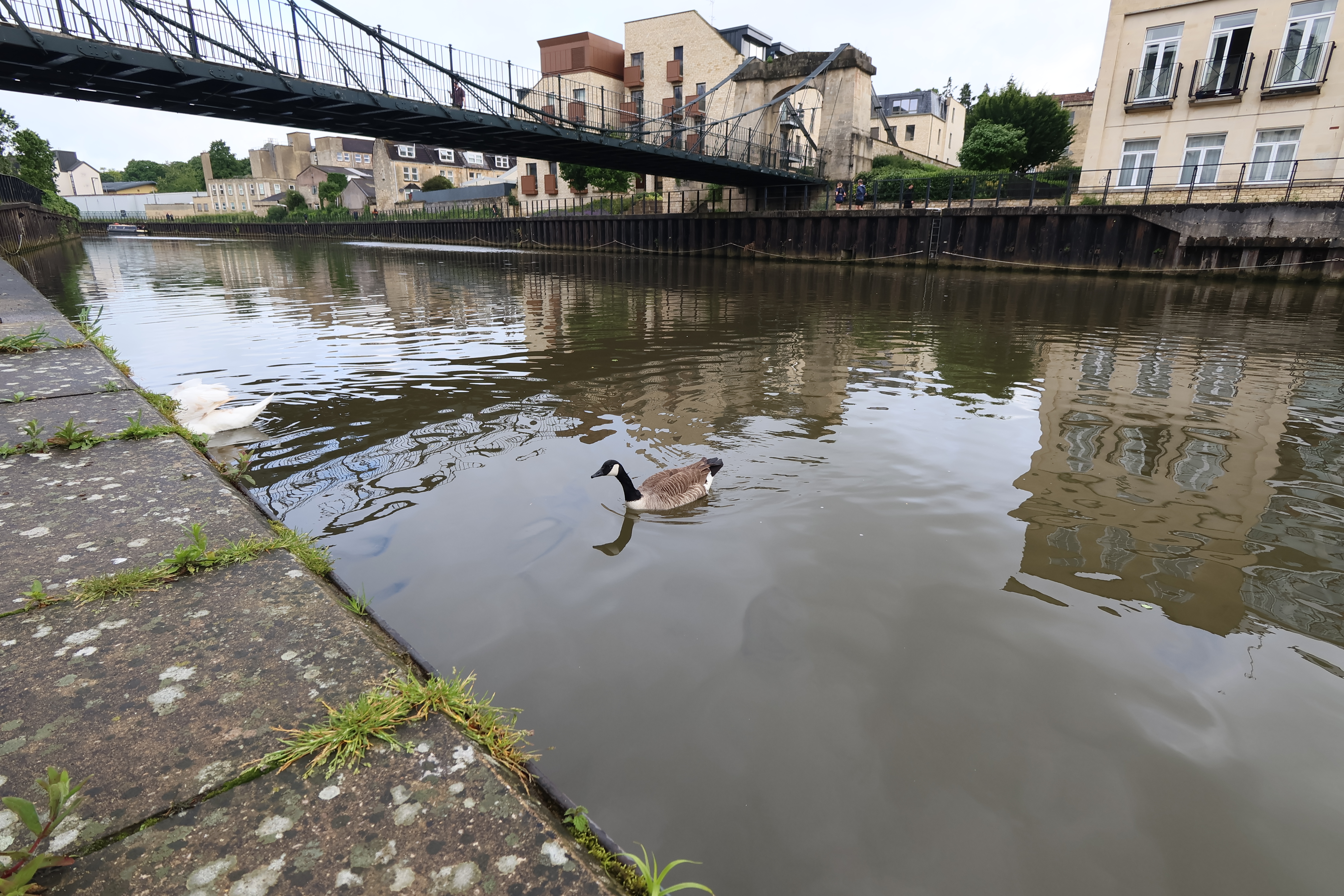 אווז שוחה בנהר אבון, באת', בריטניה, צולם במצלמת וולוגים של Canon PowerShot V10