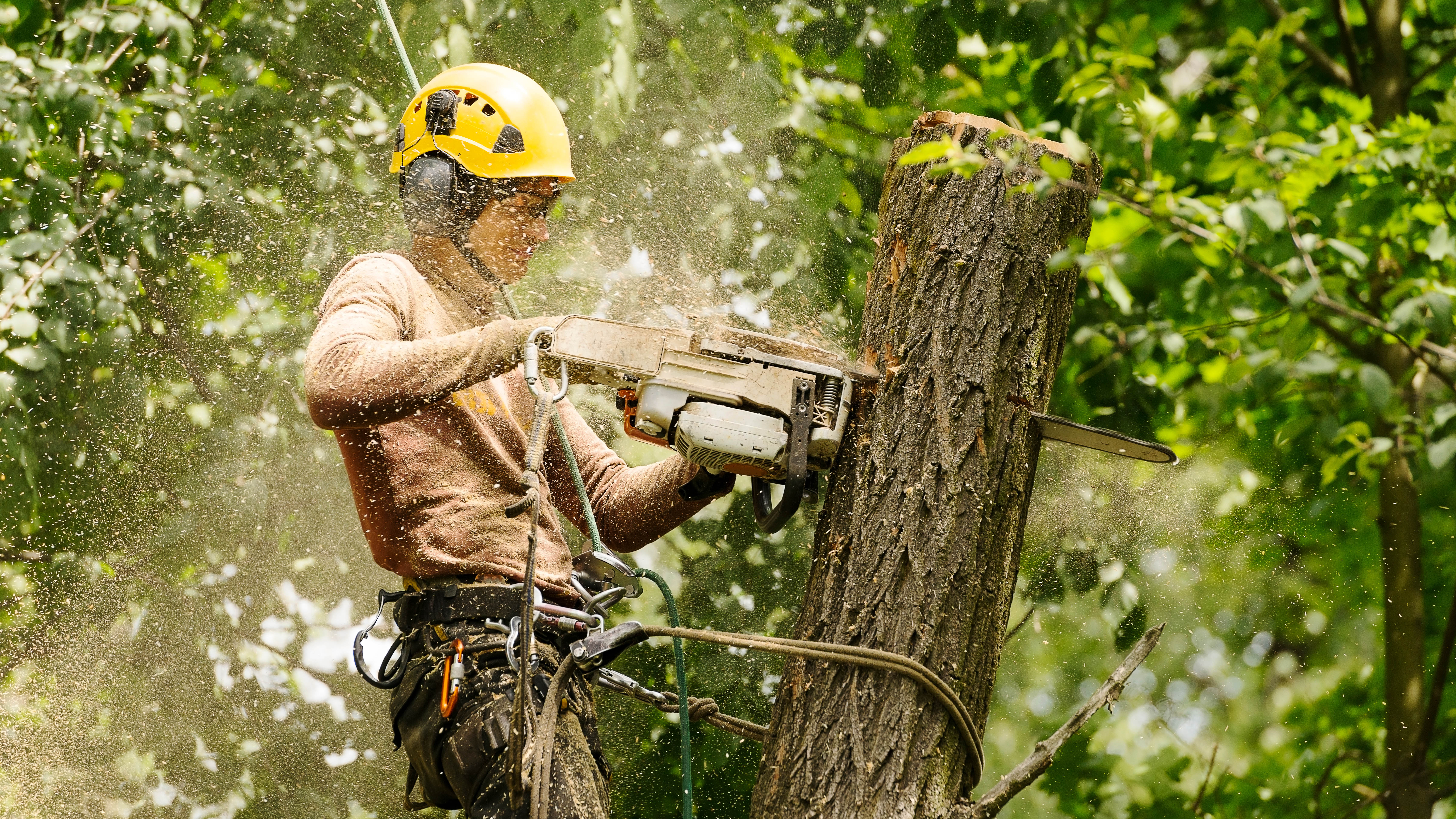 אדם כורת עץ עם כלי חשמל