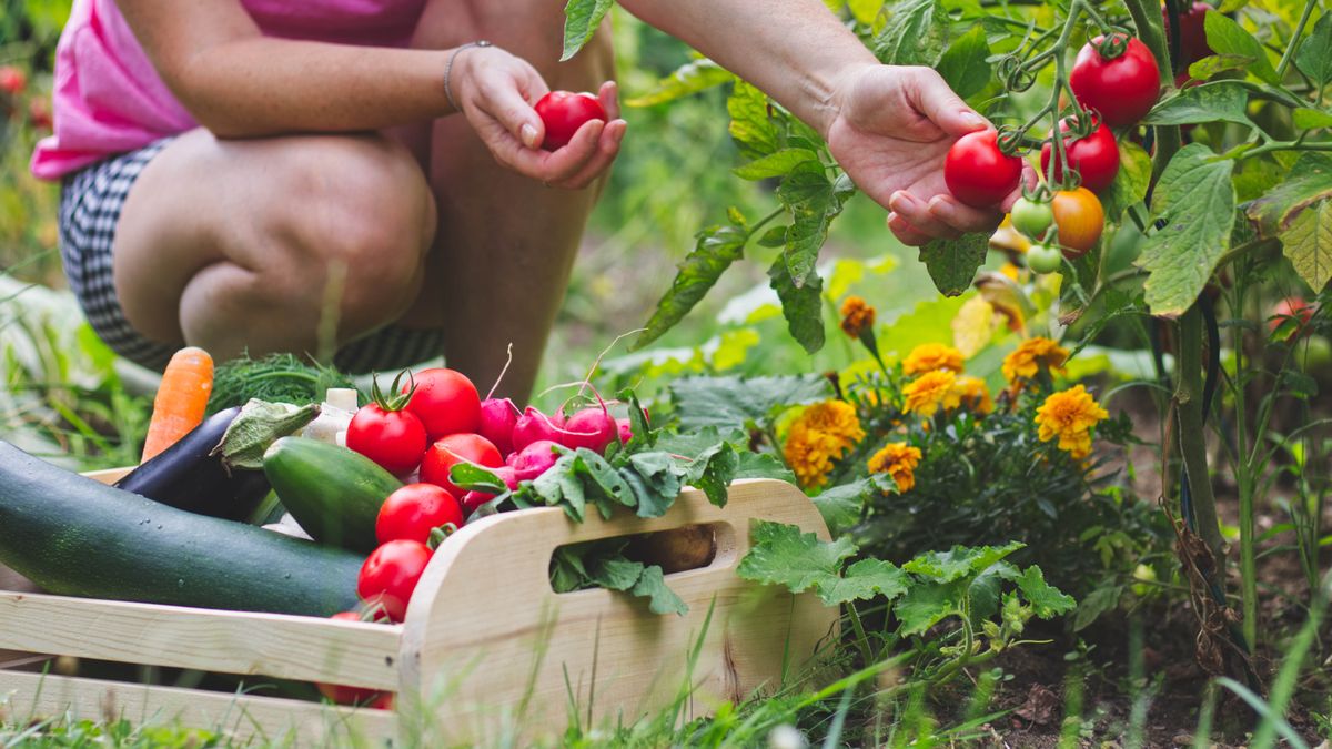 easiest vegetables to grow