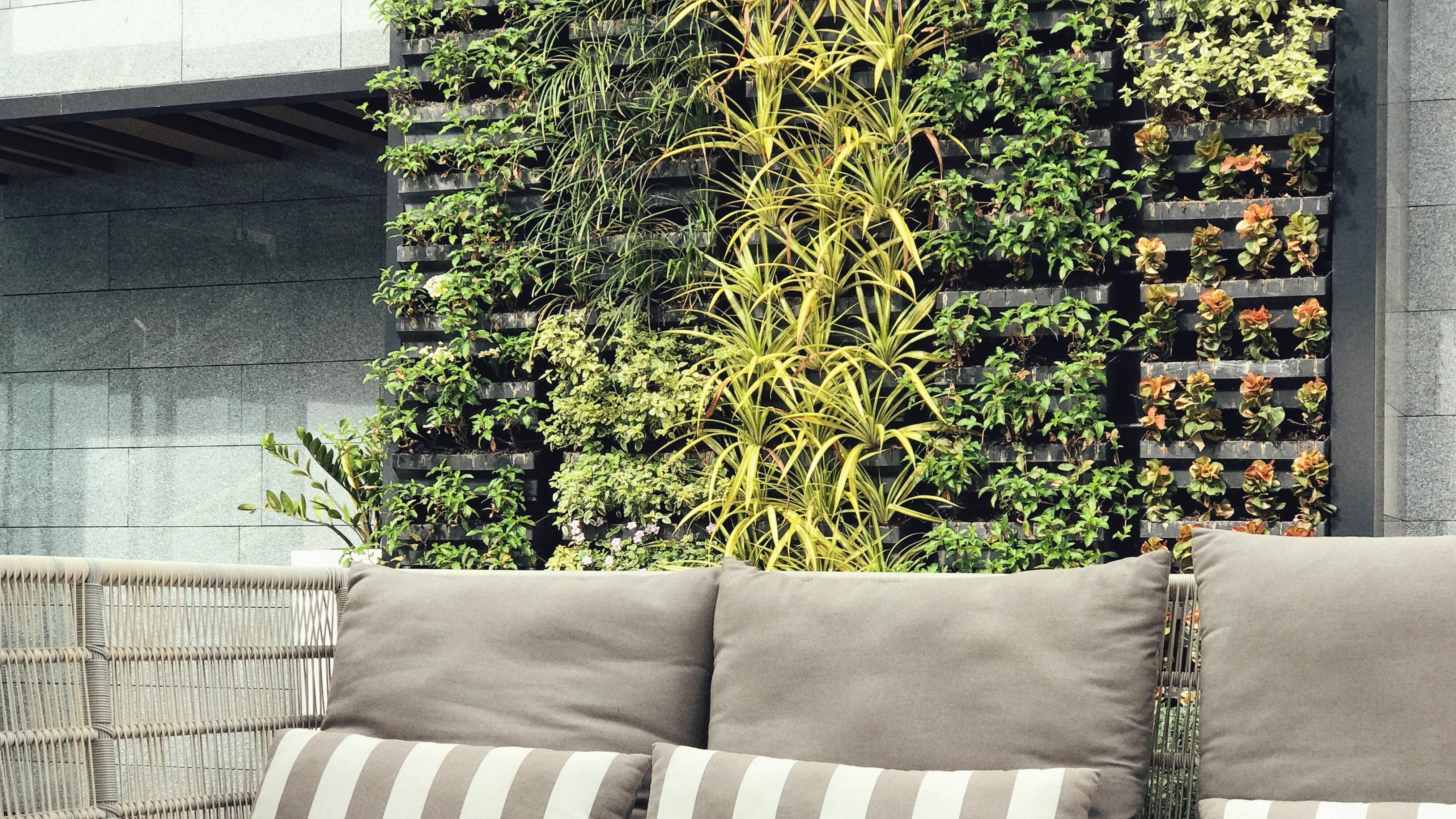 קיר חי בגינה