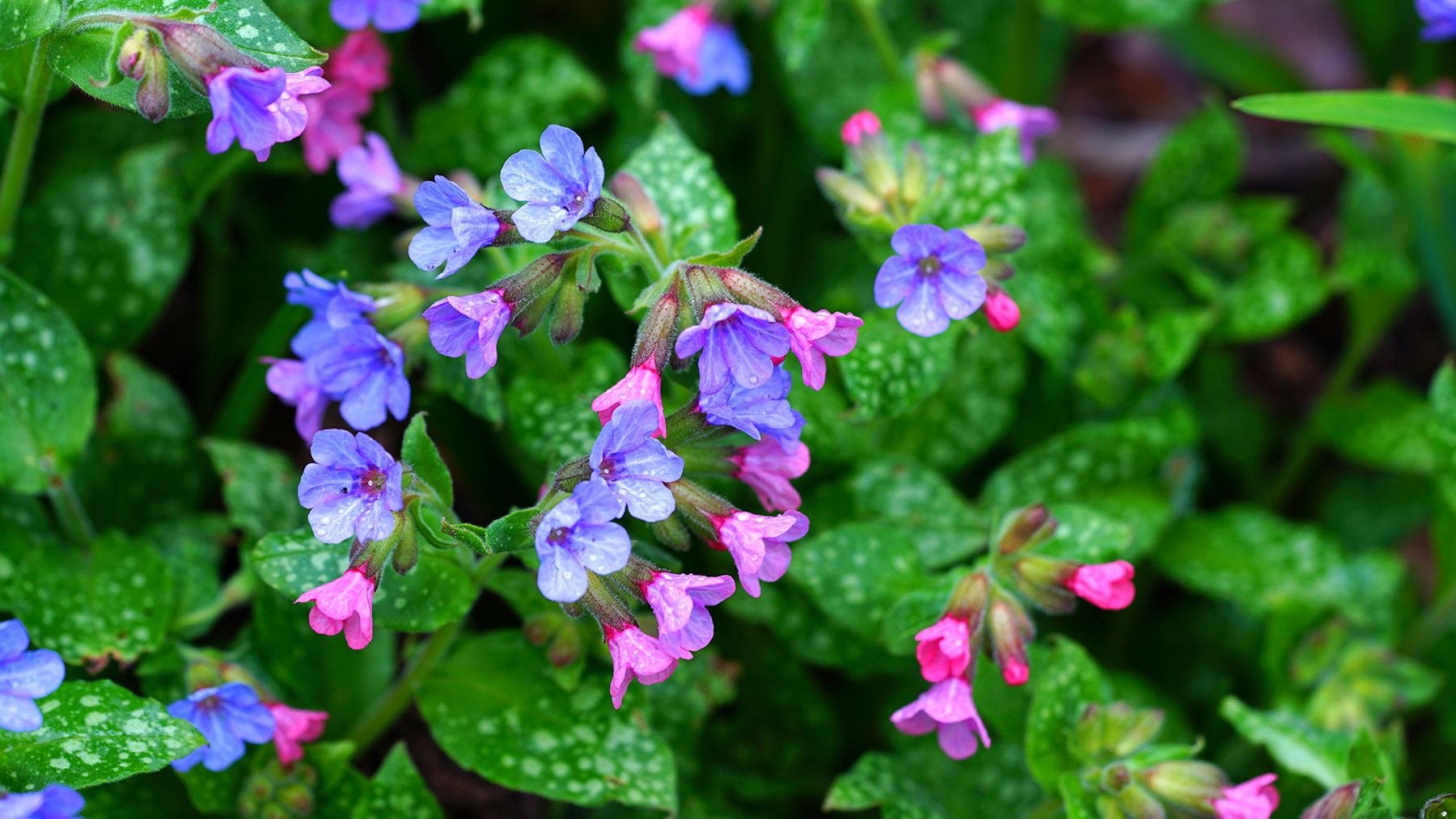 Pulmonaria Lungwort עם פרחים ורודים וכחולים ועלים מגוונים