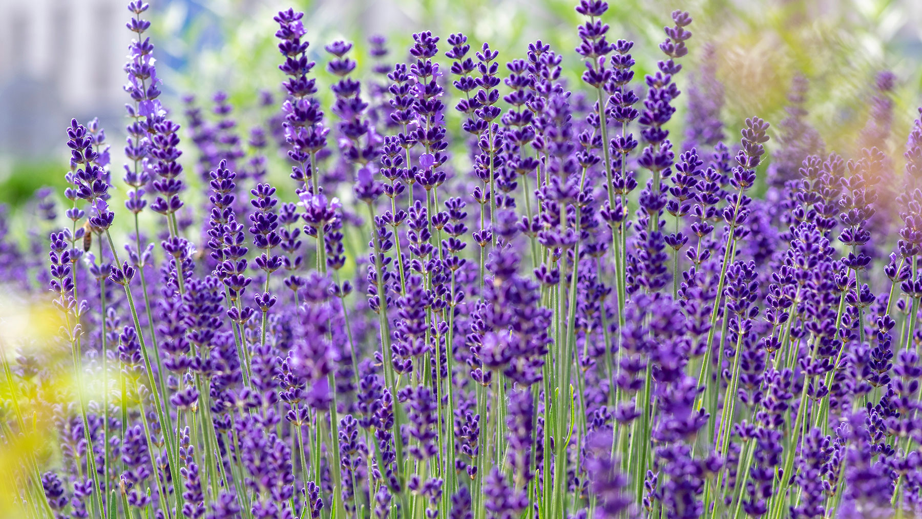 לבנדר אנגלי, Lavandula angustifolia בערוגה