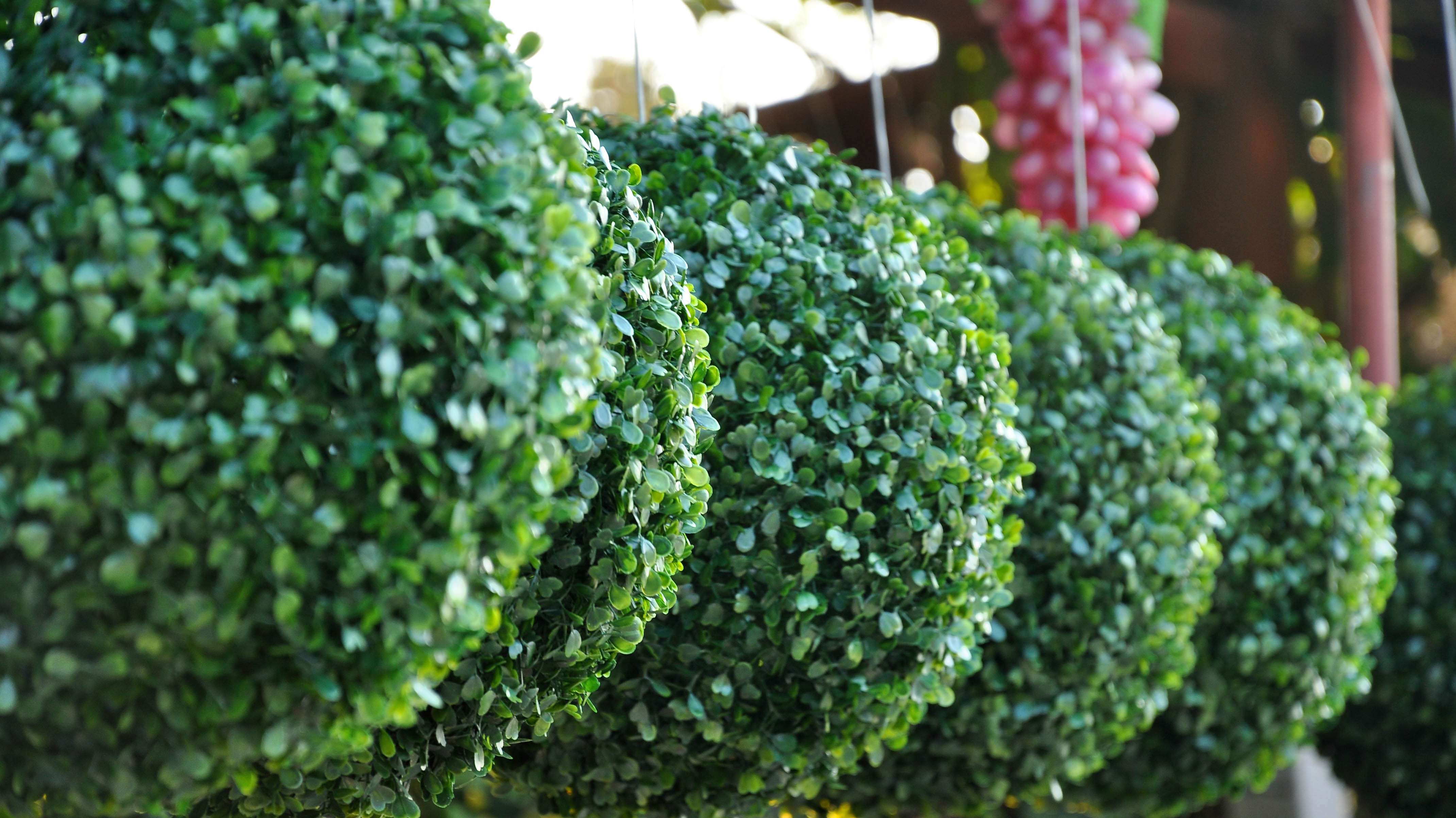 כדורי טופיארי מפלסטיק