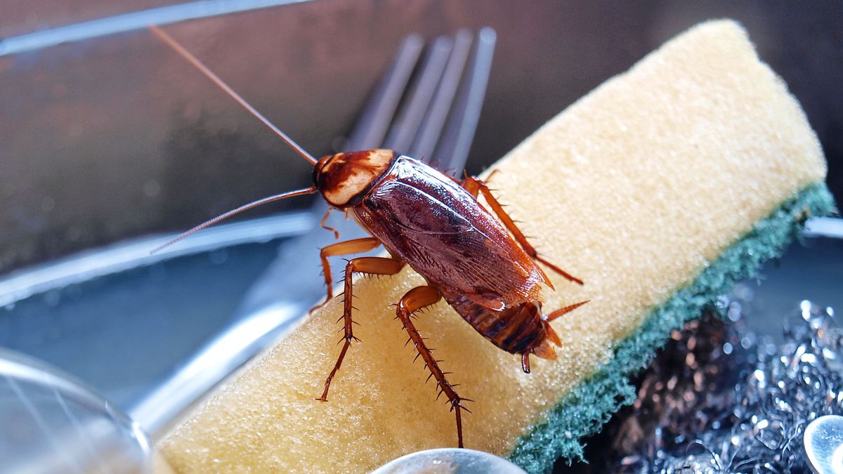 A cockroach sitting on a sponge in the kitchen sink